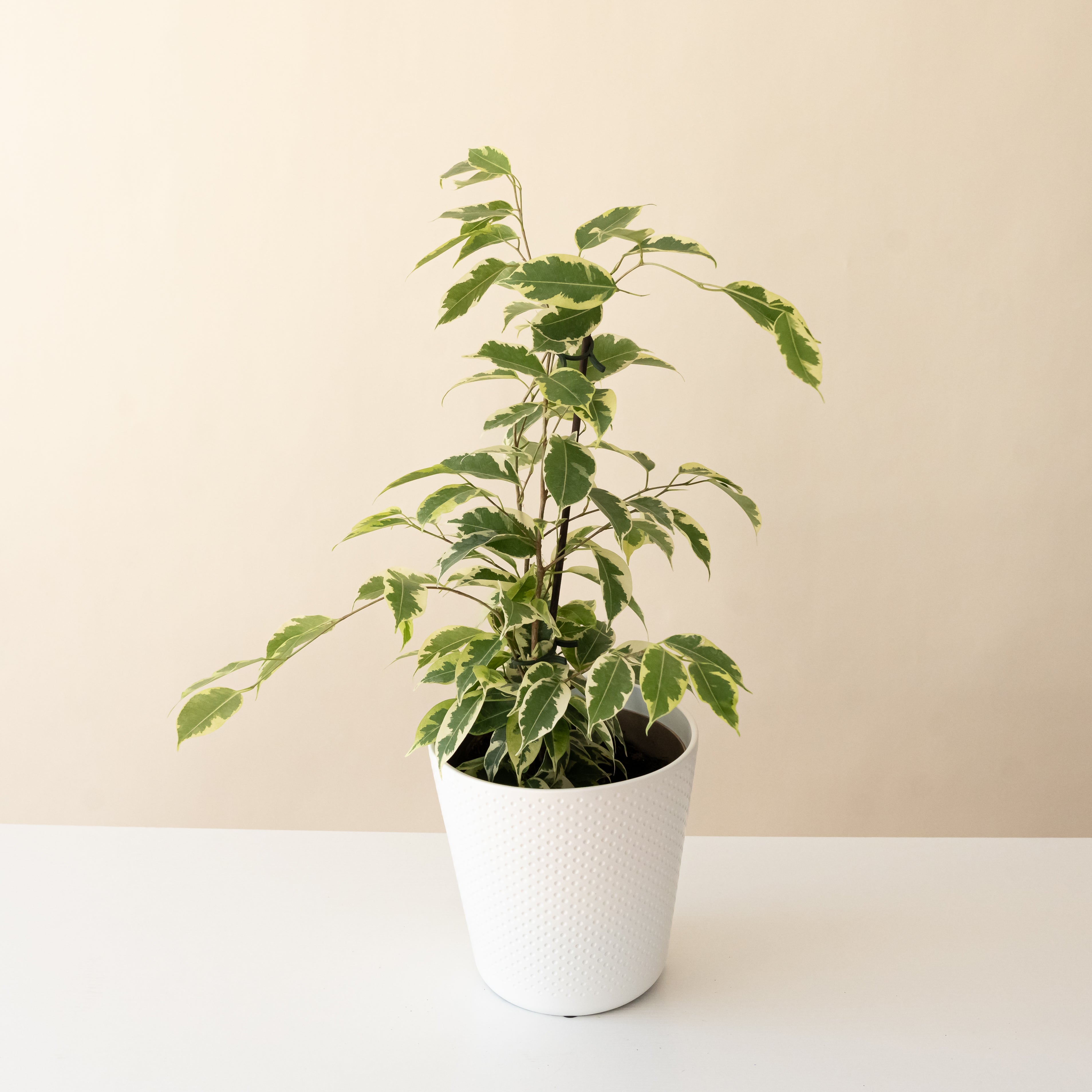 Cling-On® Over the Edge™ live houseplant product image 1
