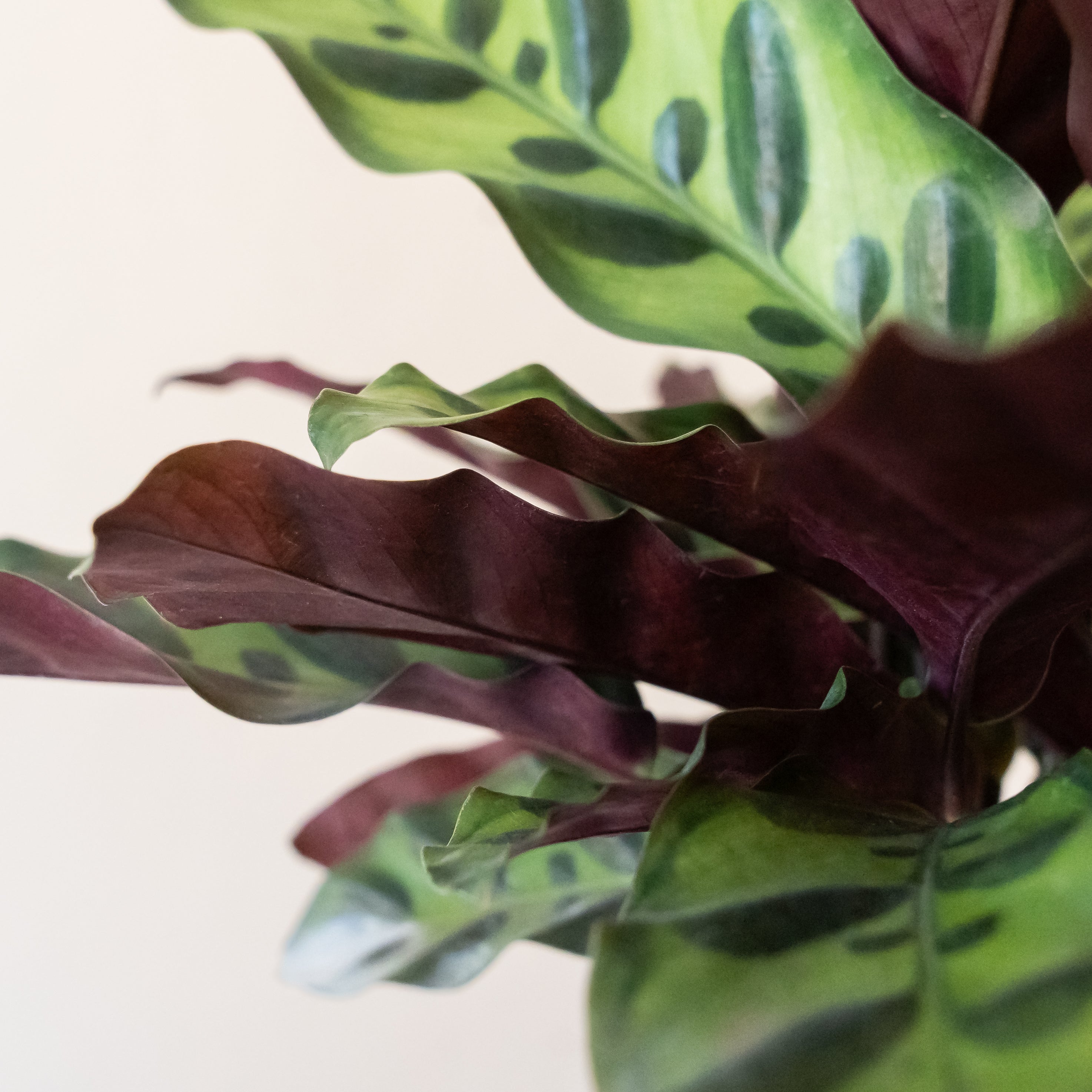 ColorFull® Insignis live houseplant product image 3