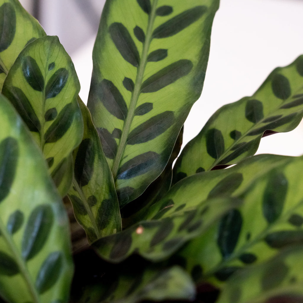 ColorFull® Insignis live houseplant product image 2