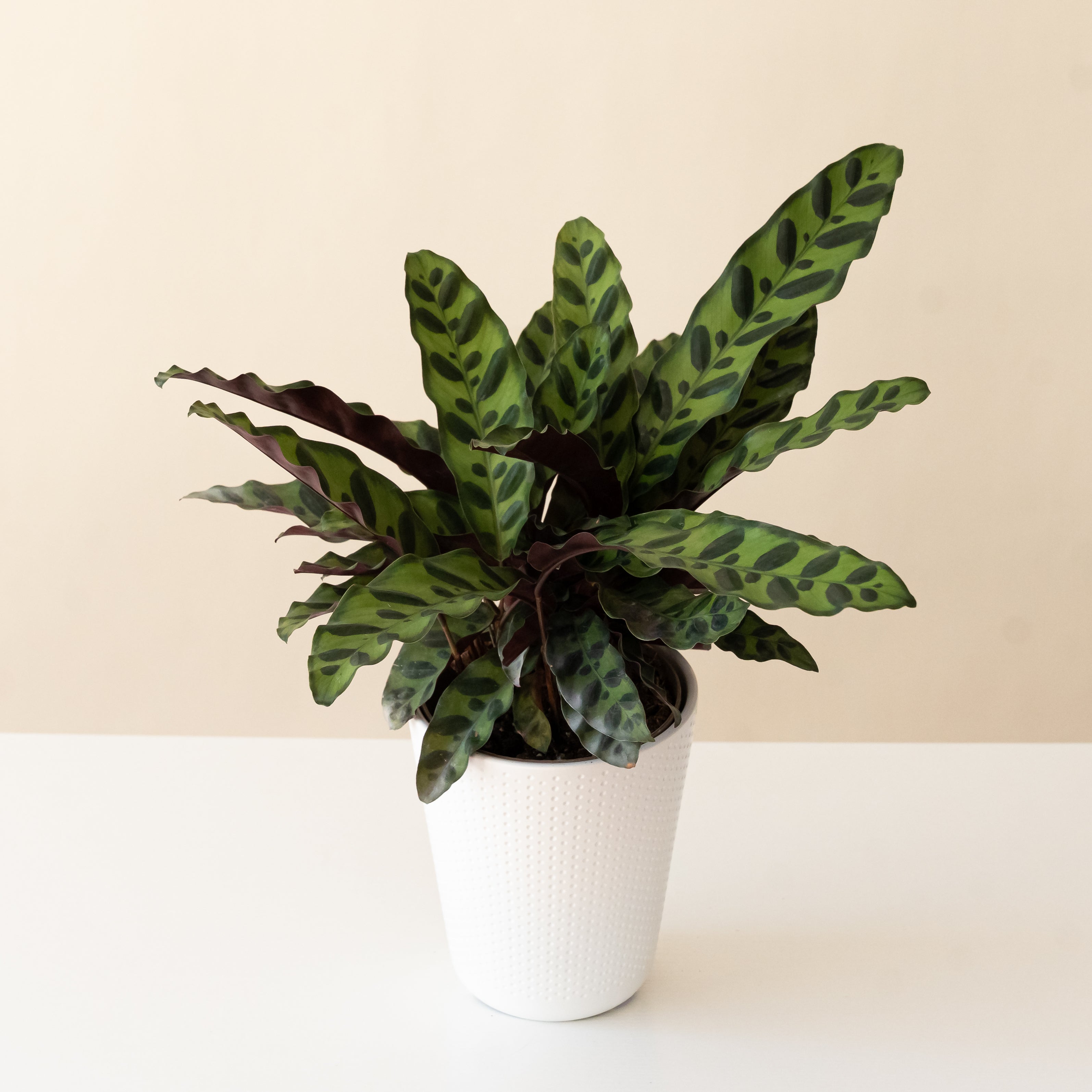 ColorFull® Insignis live houseplant product image 1