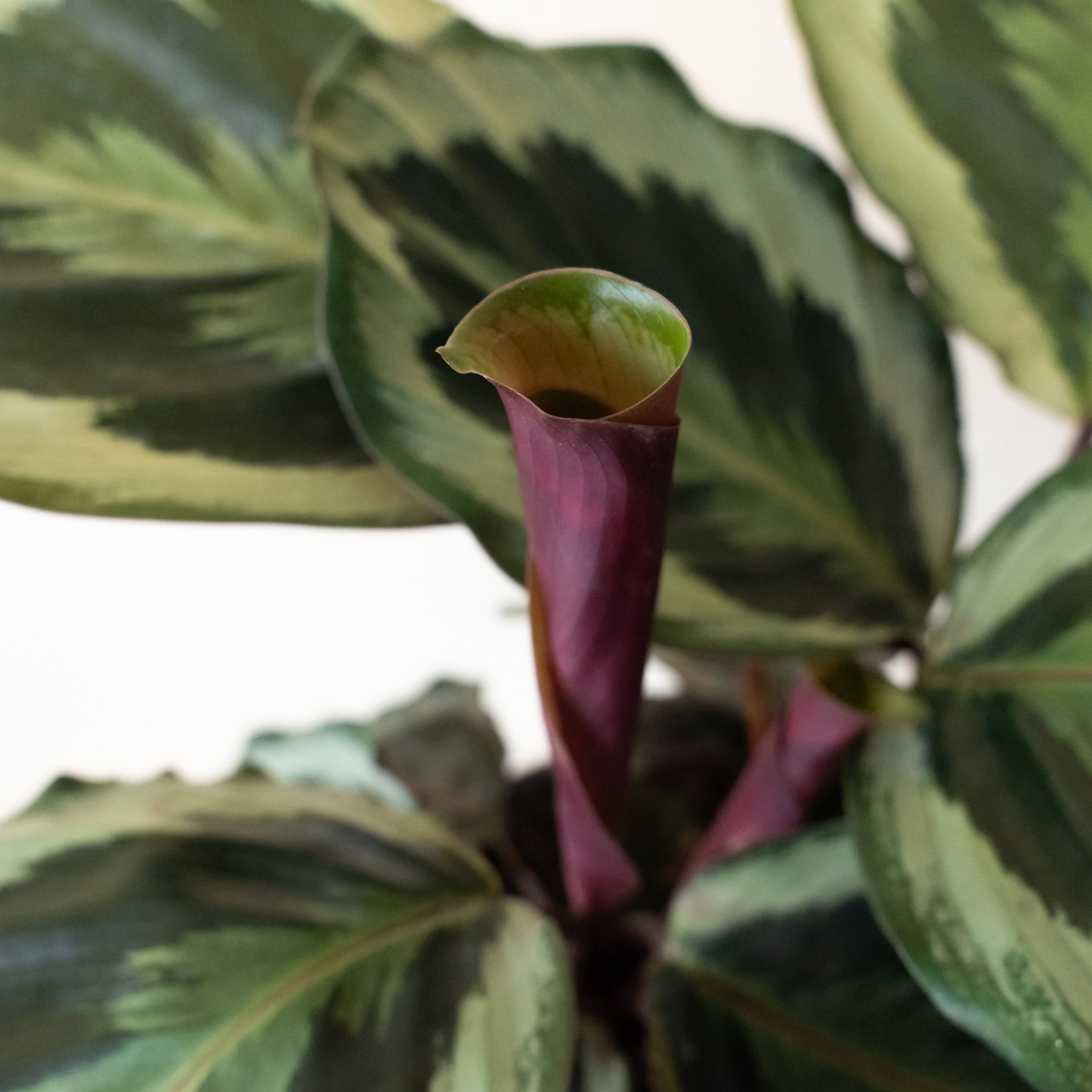 ColorFull® Like a Prayer™ live houseplant product image 3