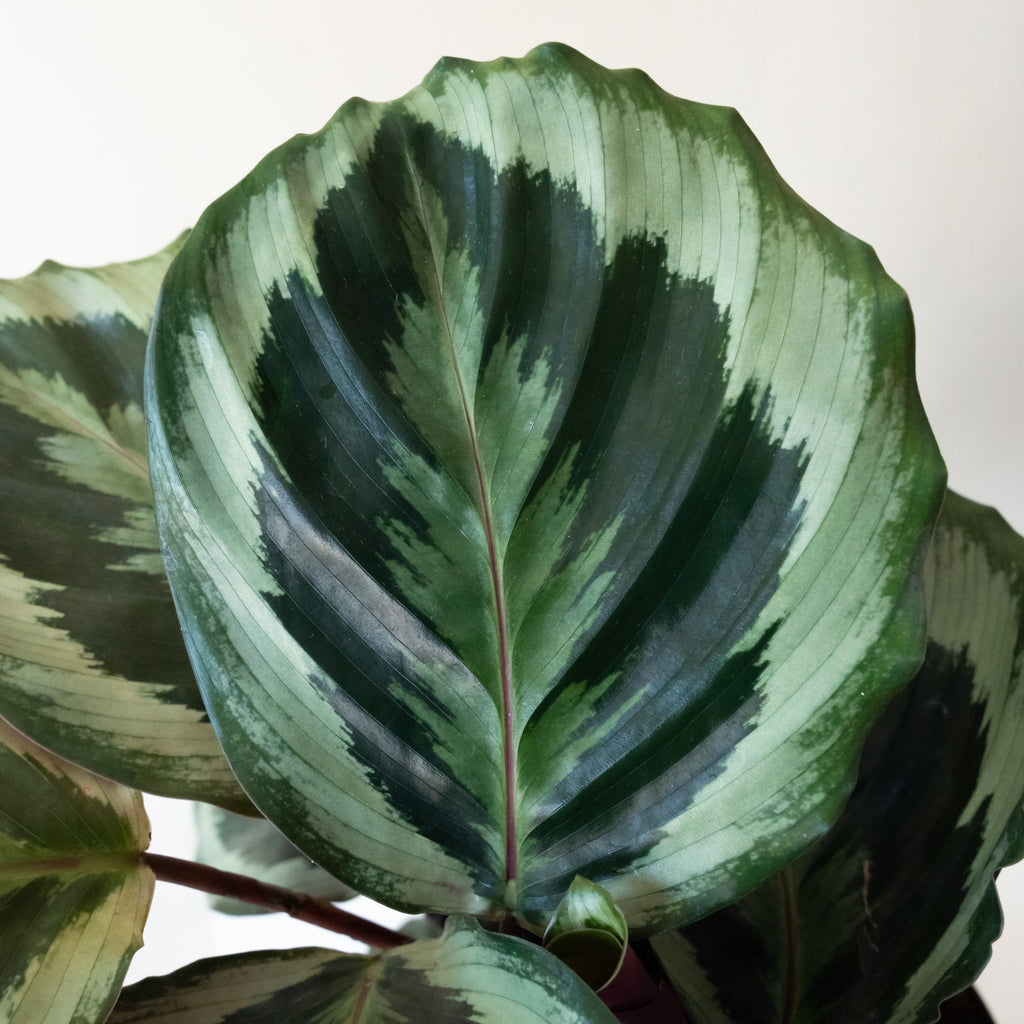 ColorFull® Like a Prayer™ live houseplant product image 2