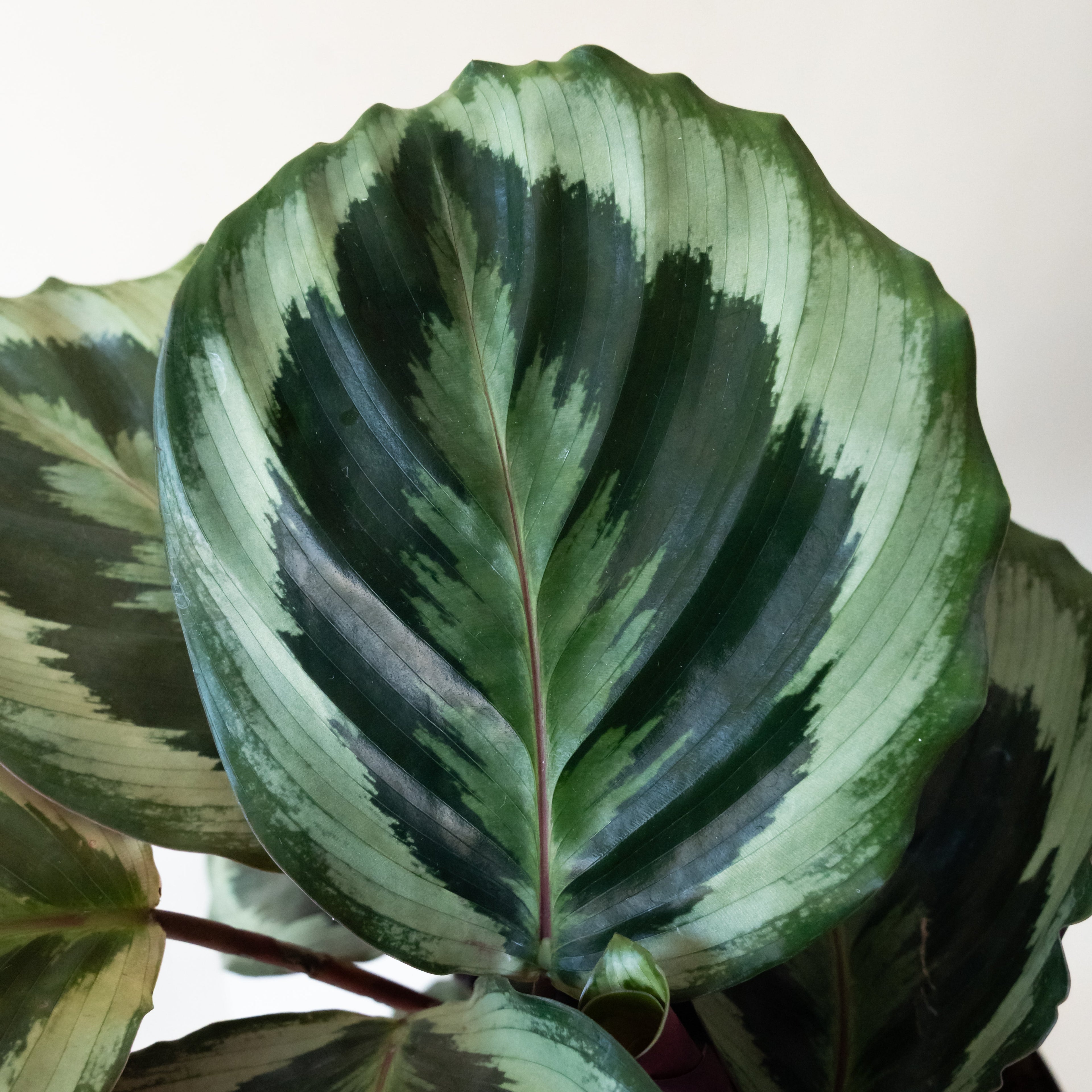 ColorFull® Like a Prayer™ live houseplant product image 2
