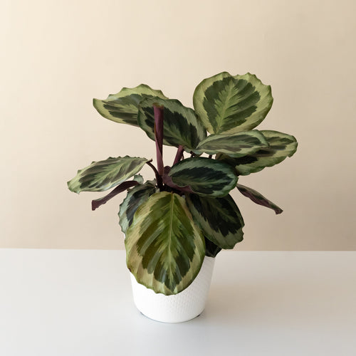 ColorFull® Like a Prayer™ live houseplant product image 1