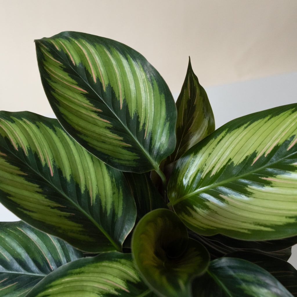 ColorFull® Beauty Star live houseplant product image 2