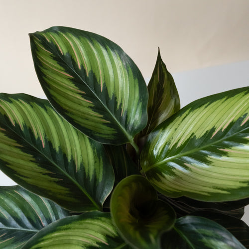 ColorFull® Beauty Star live houseplant product image 2