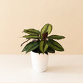 ColorFull® Beauty Star live houseplant product image 1