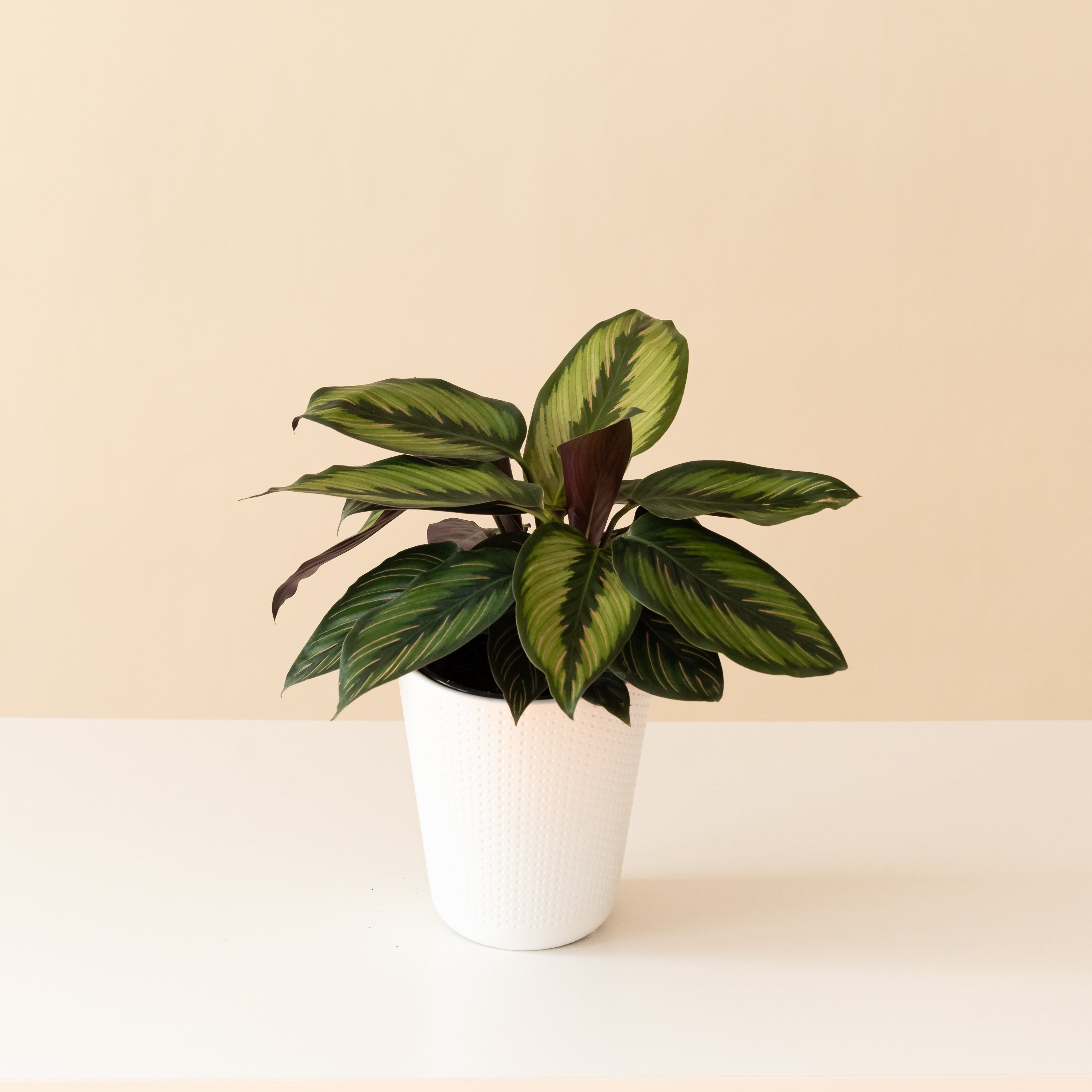ColorFull® Beauty Star live houseplant product image 1