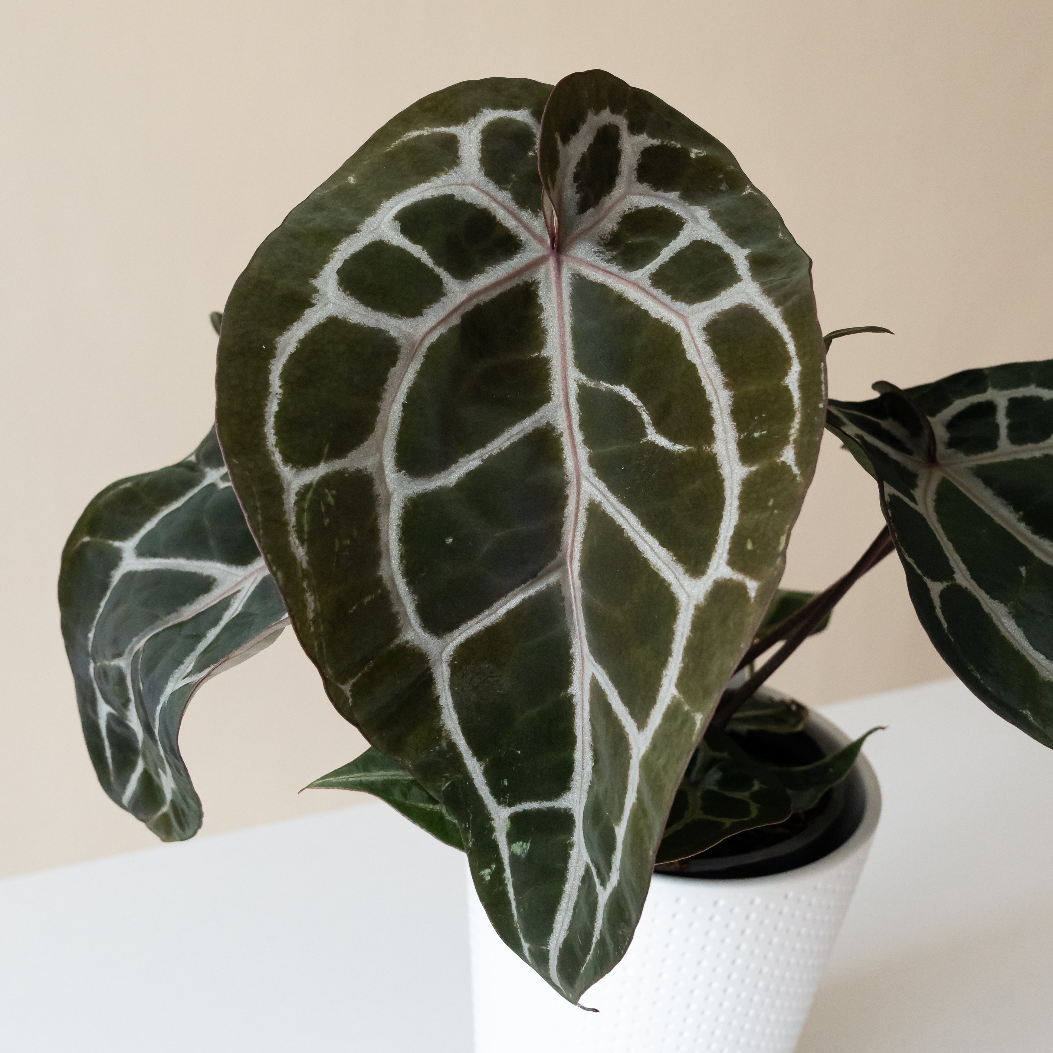 DocBlock® Michelle™ live houseplant product image 2
