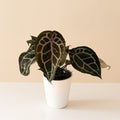 DocBlock® Michelle™ live houseplant product image 1
