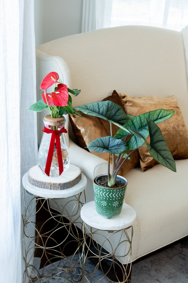 Mythic Pining for You Alocasia scalprum product image 2
