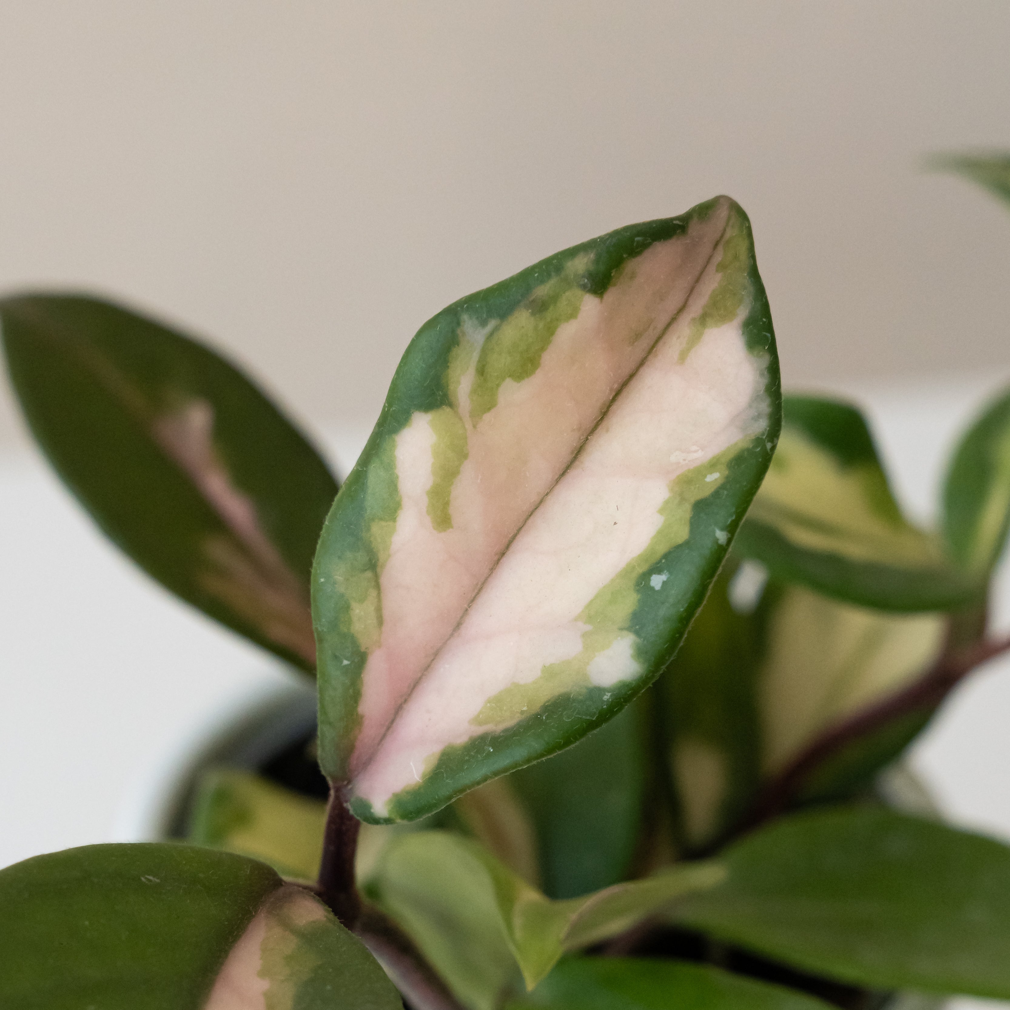 Endless Cascades® Green Light™ live houseplant product image 2