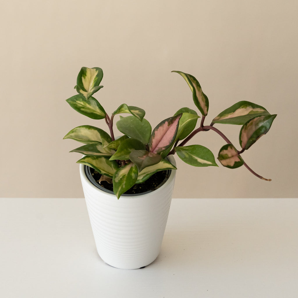 Endless Cascades® Green Light™ live houseplant product image 1