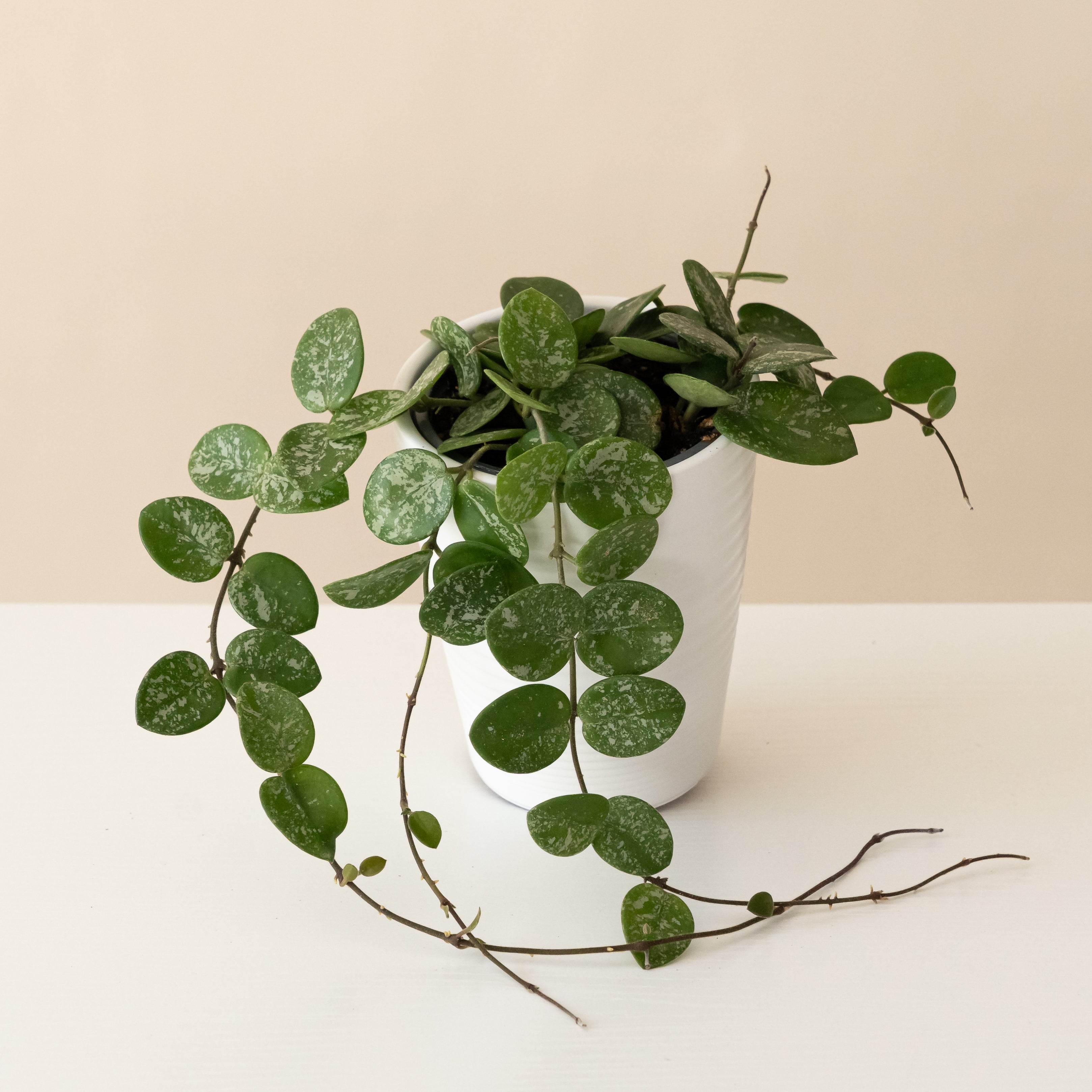Endless Cascades Mathilde Splash Hoya product image 1