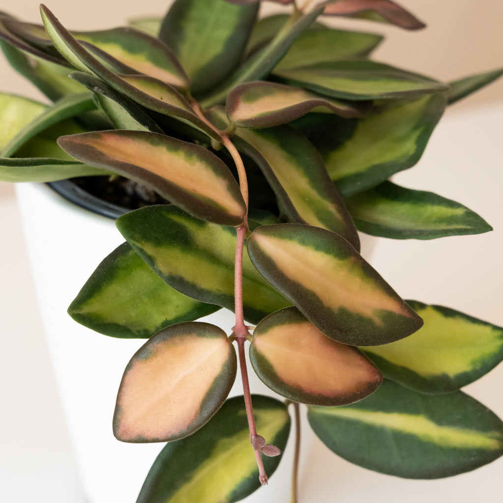 Endless Cascades® Sea Stones™ live houseplant product image 2