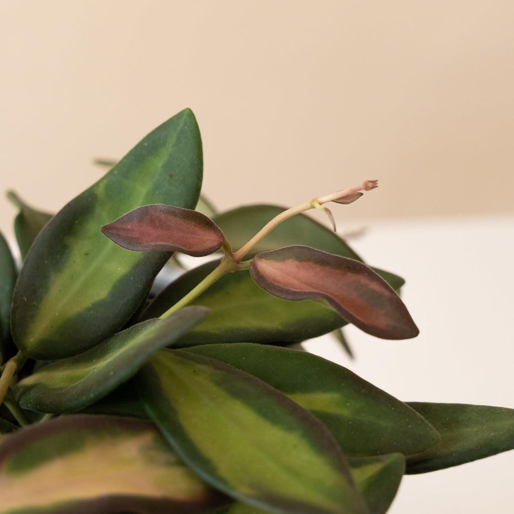 Endless Cascades® Sea Stones™ live houseplant product image 3