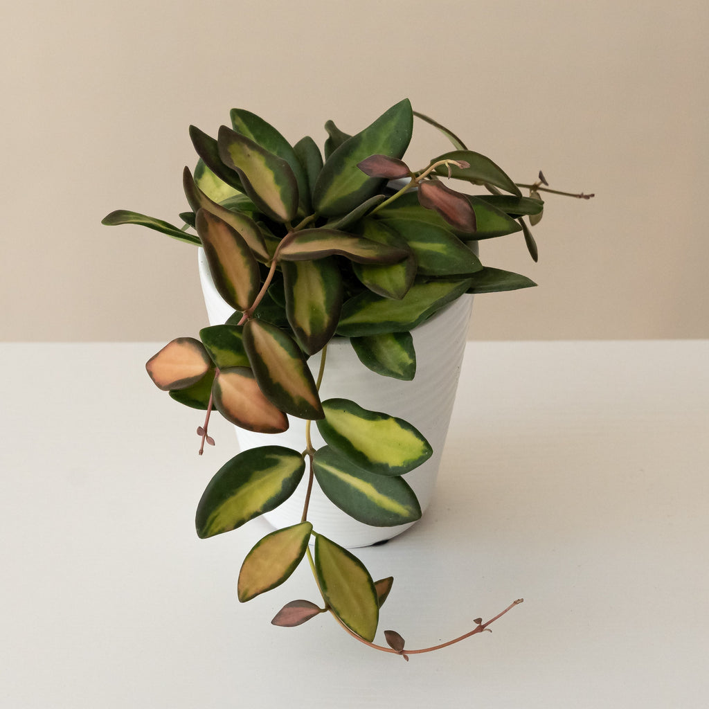 Endless Cascades® Sea Stones™ live houseplant product image 1