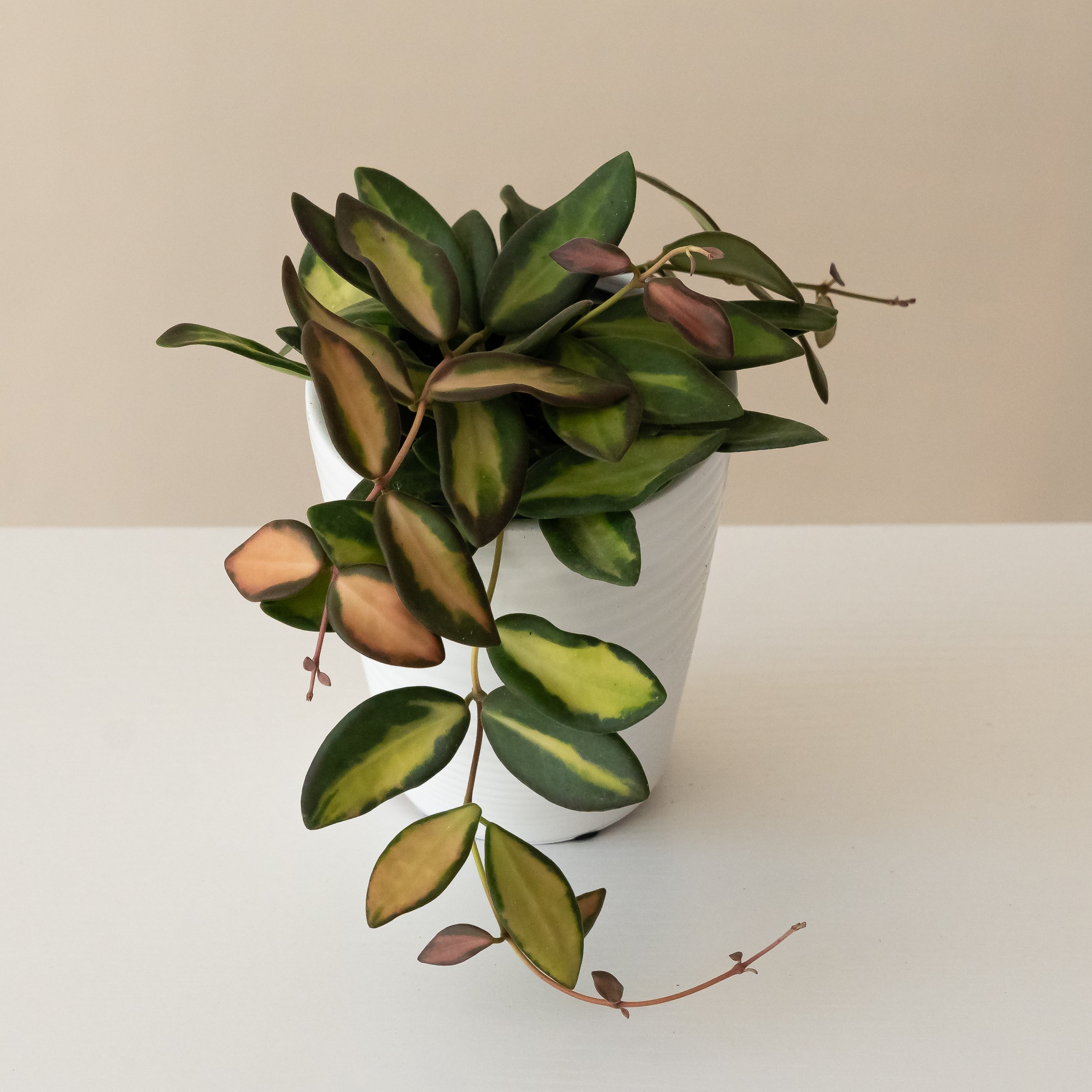 Endless Cascades® Sea Stones™ live houseplant product image 1