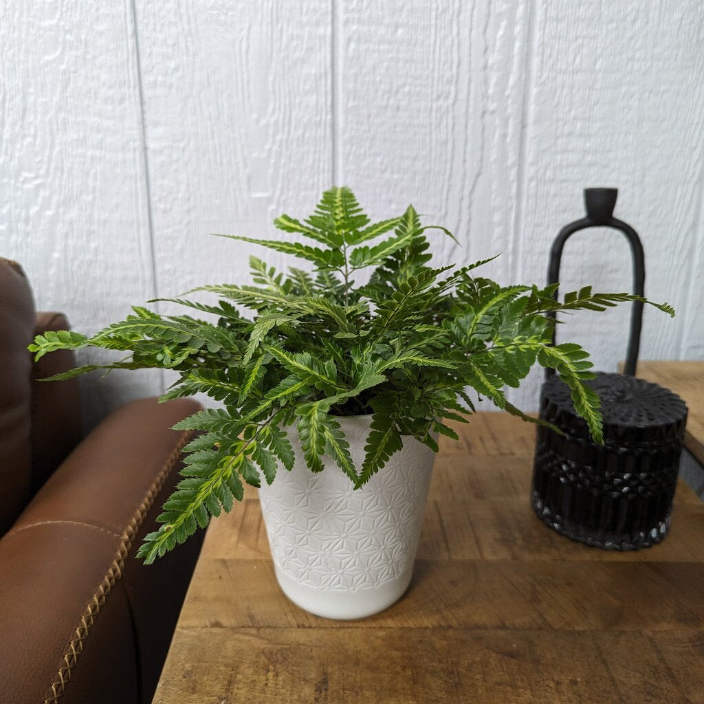 Living Lace Ruffled Arrow leatherleaf fern product image