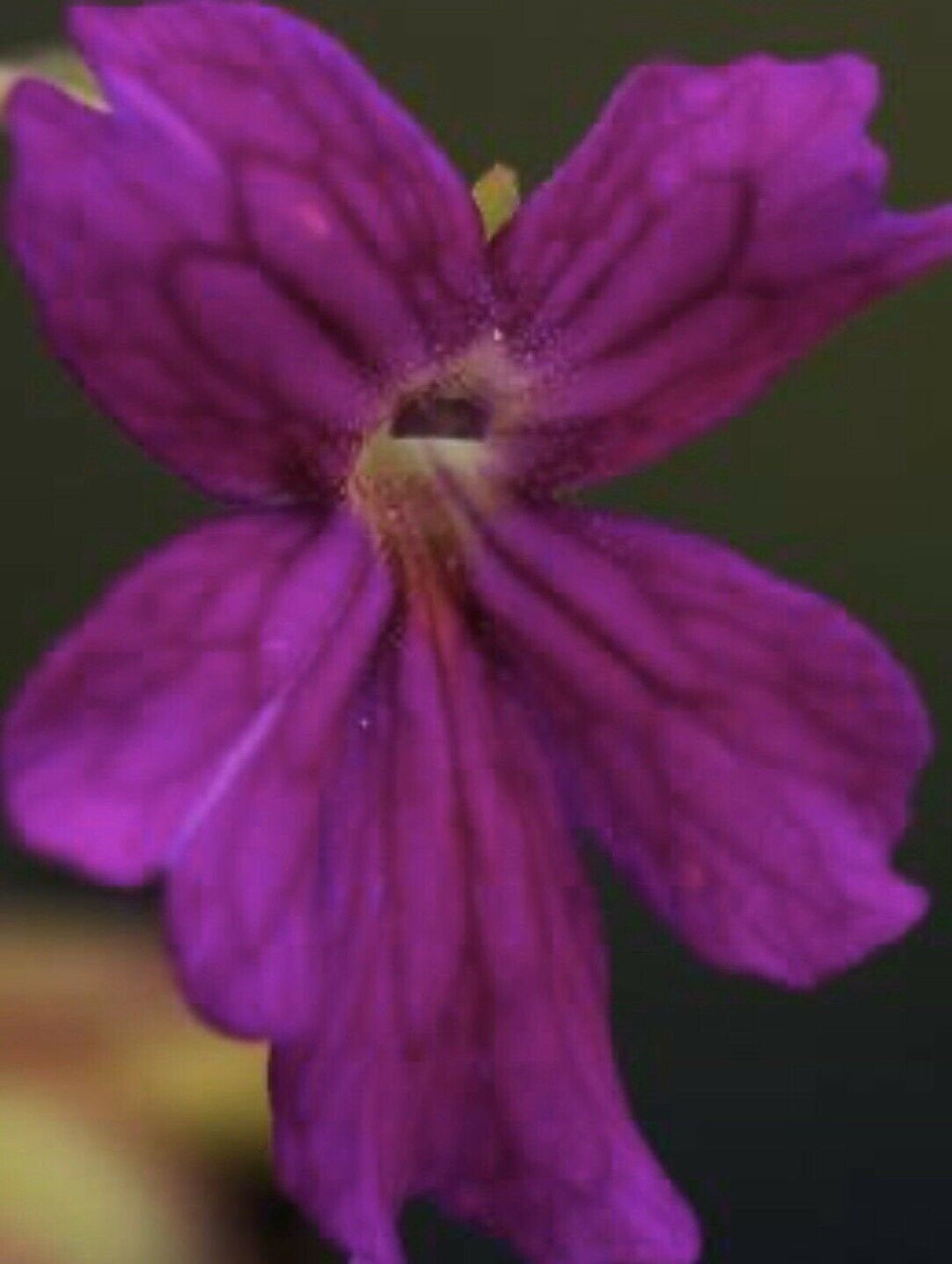 Close-up of a purple Pinguicula laueana x emarginata flower with a pale center