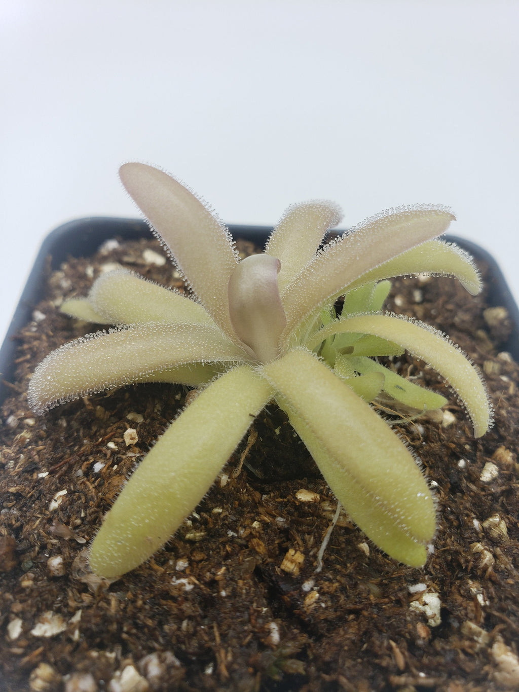 Side view of Pinguicula agnata x gypsicola with pale elongated leaves in a black pot