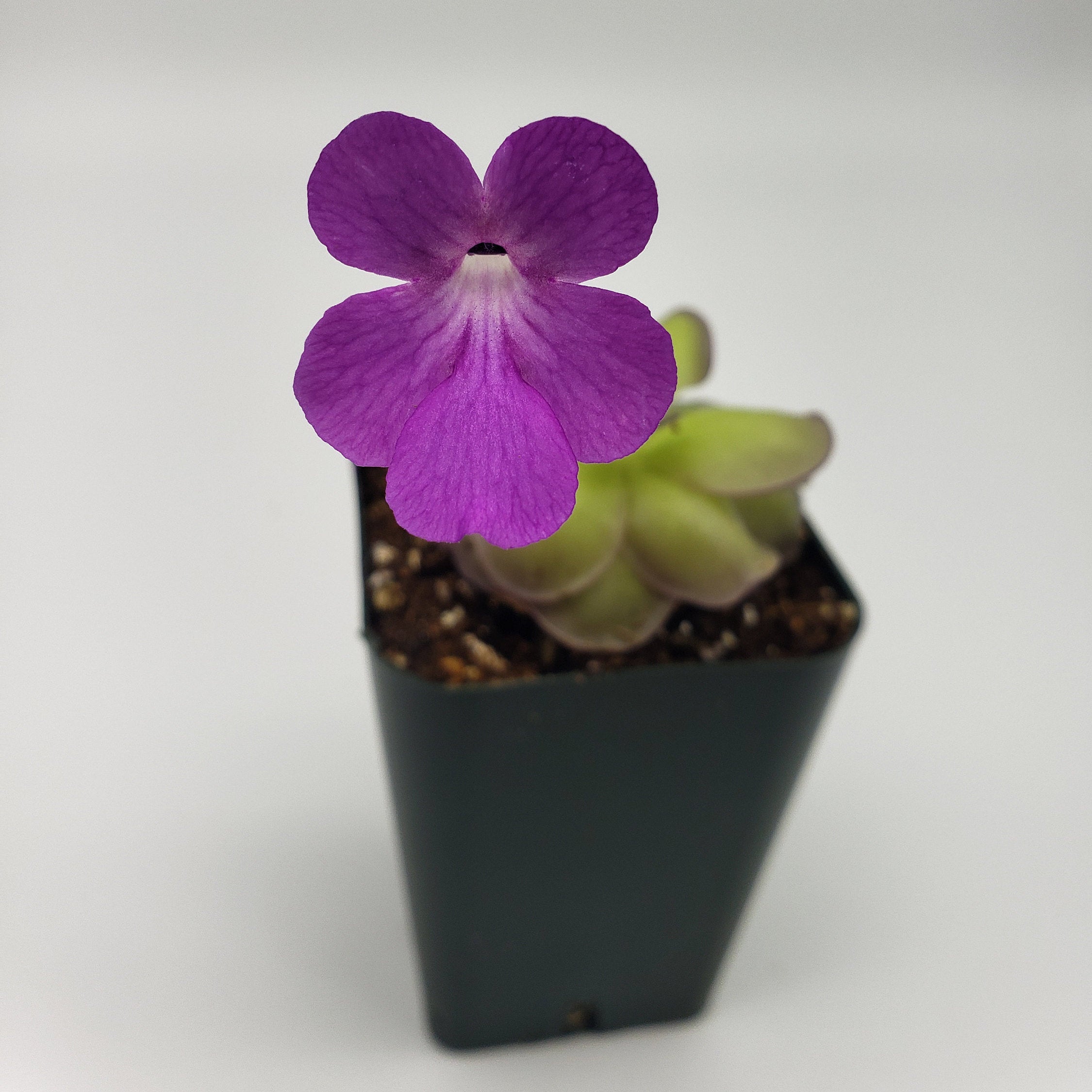 Pinguicula hemiepiphytica x cyclosecta product image 4