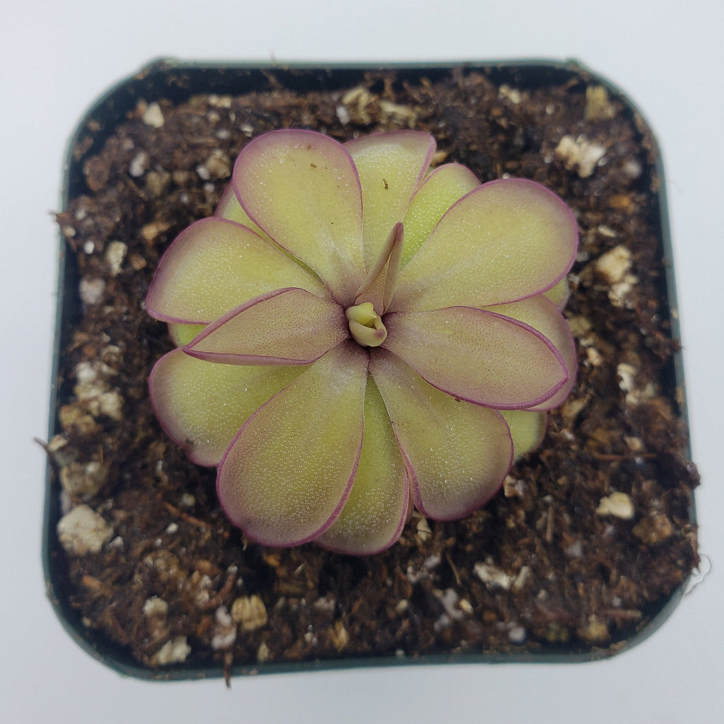 Pinguicula laueana x emarginata product image 3