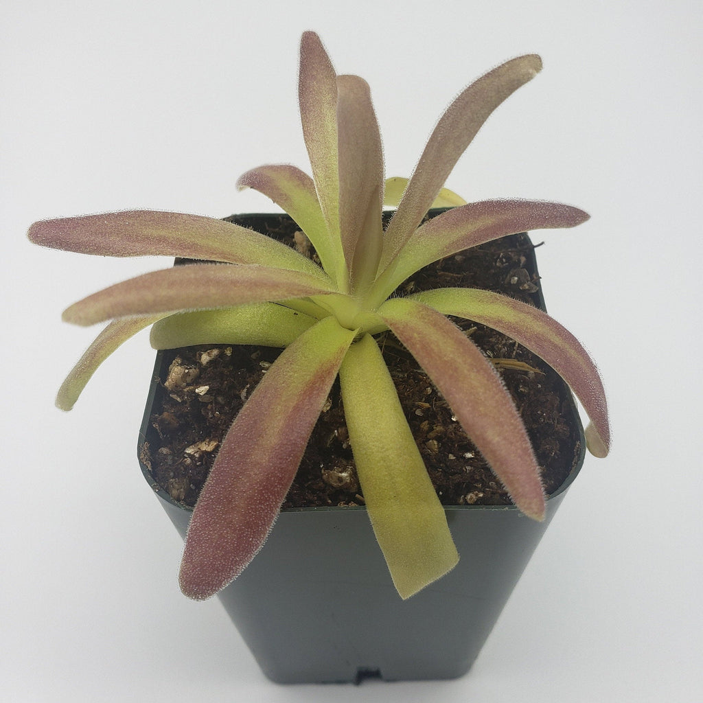 Close view of Pinguicula agnata 'El Lobo' x moctezumae with long green and burgundy leaves