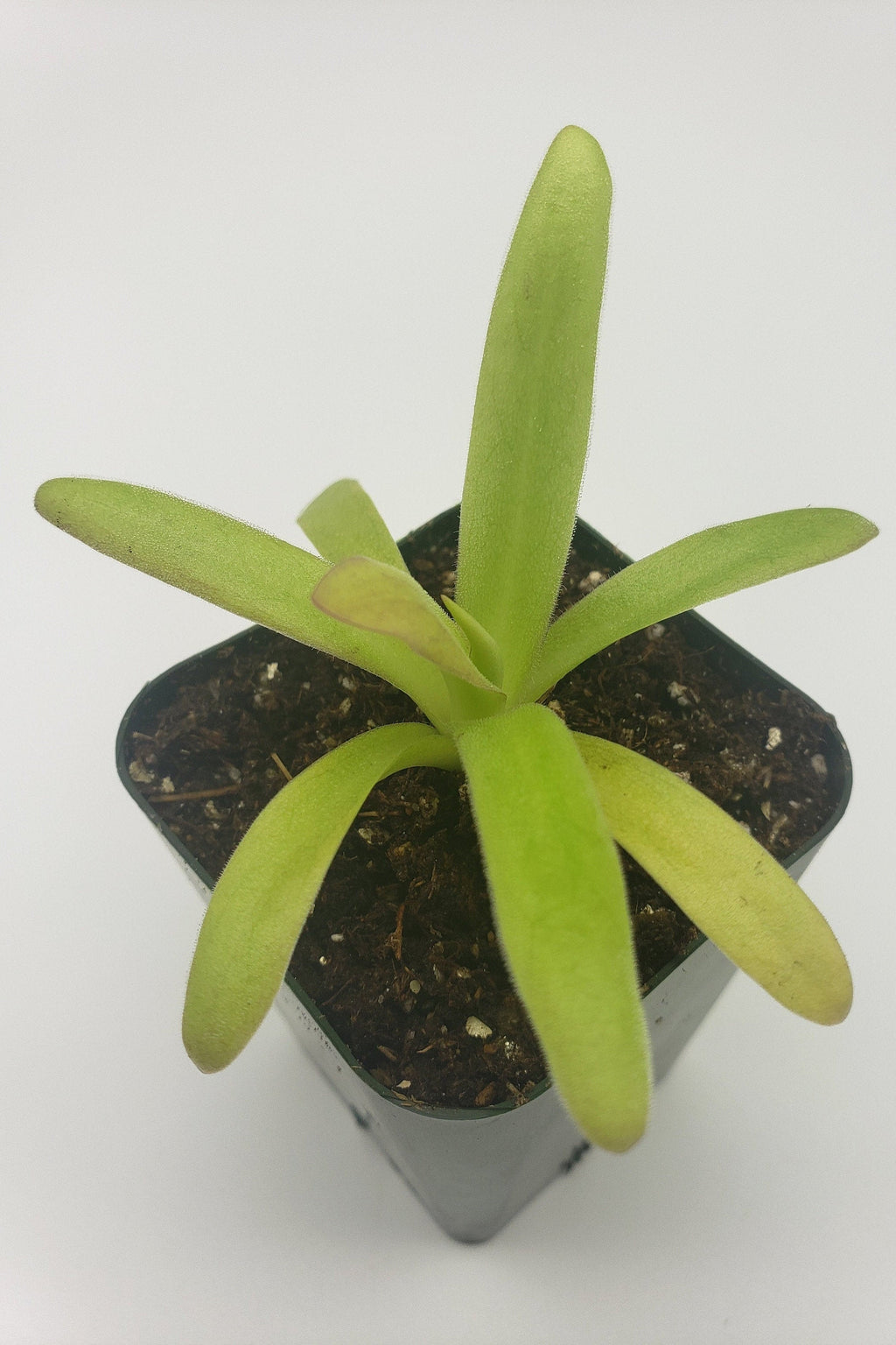 Pinguicula agnata 'El Lobo' x moctezumae with green leaves and a tall central leaf in a black pot