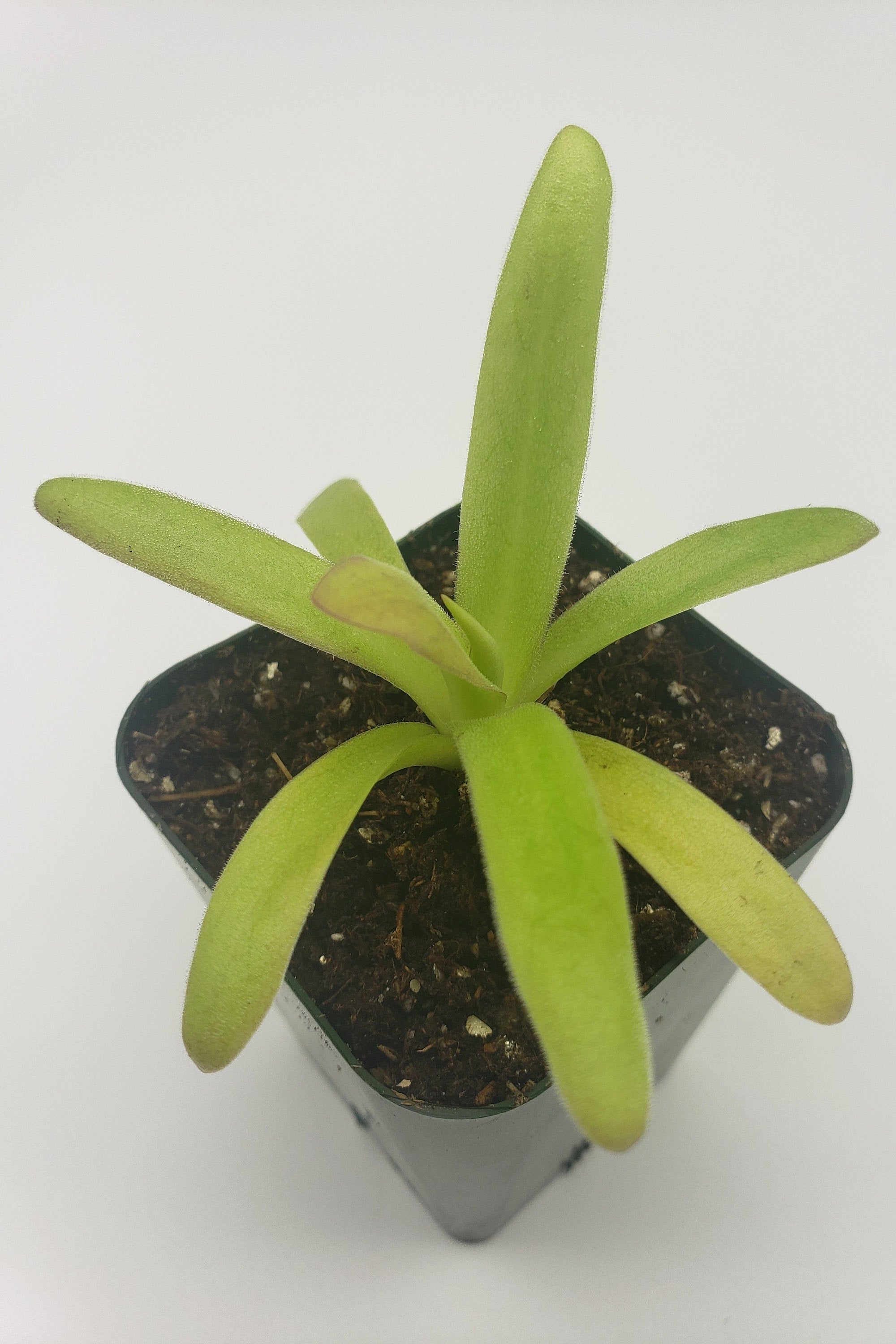 Pinguicula agnata 'El Lobo' x moctezumae with green leaves and a tall central leaf in a black pot