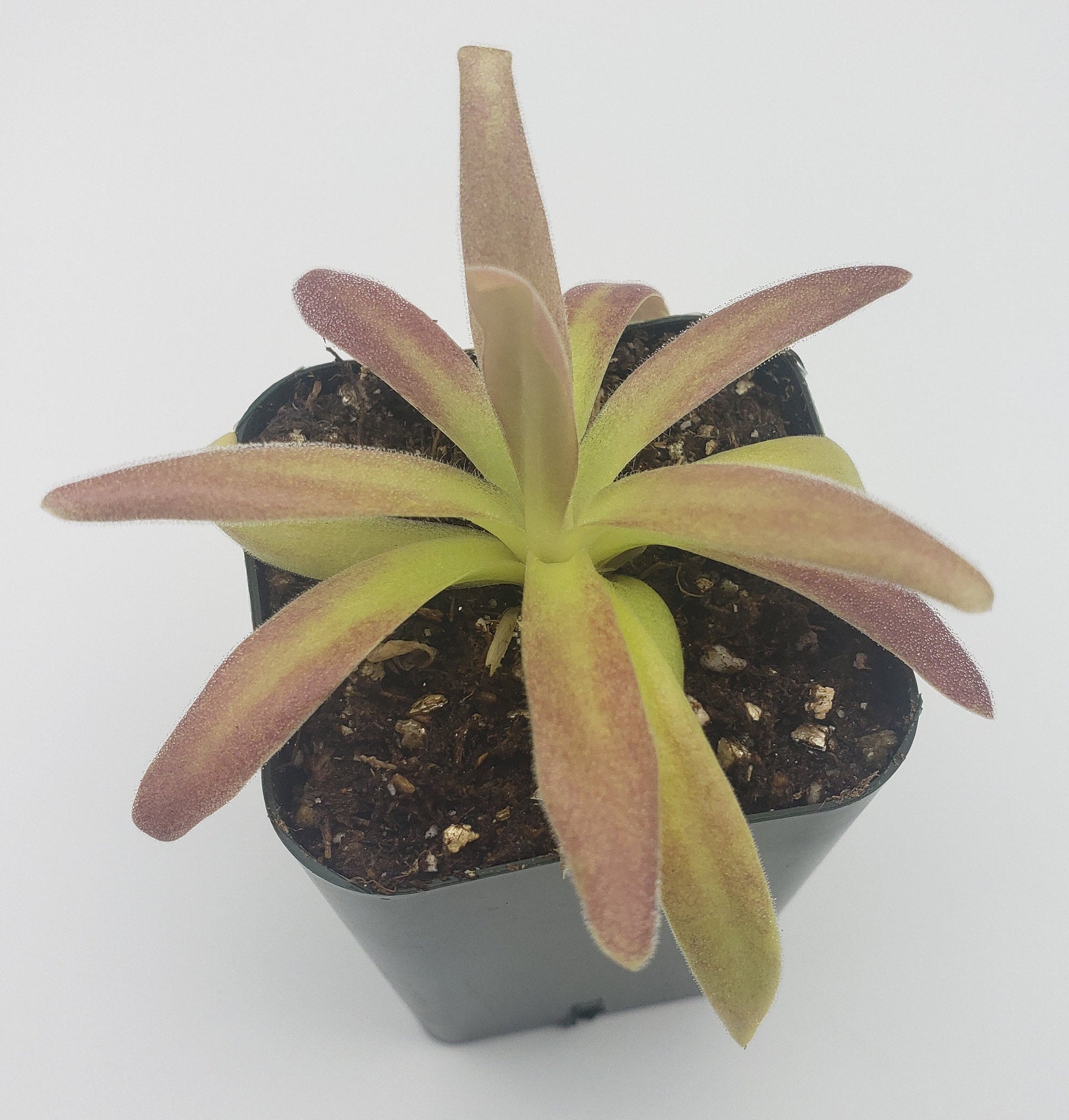 Front view of Pinguicula agnata 'El Lobo' x moctezumae with long burgundy-tipped green leaves