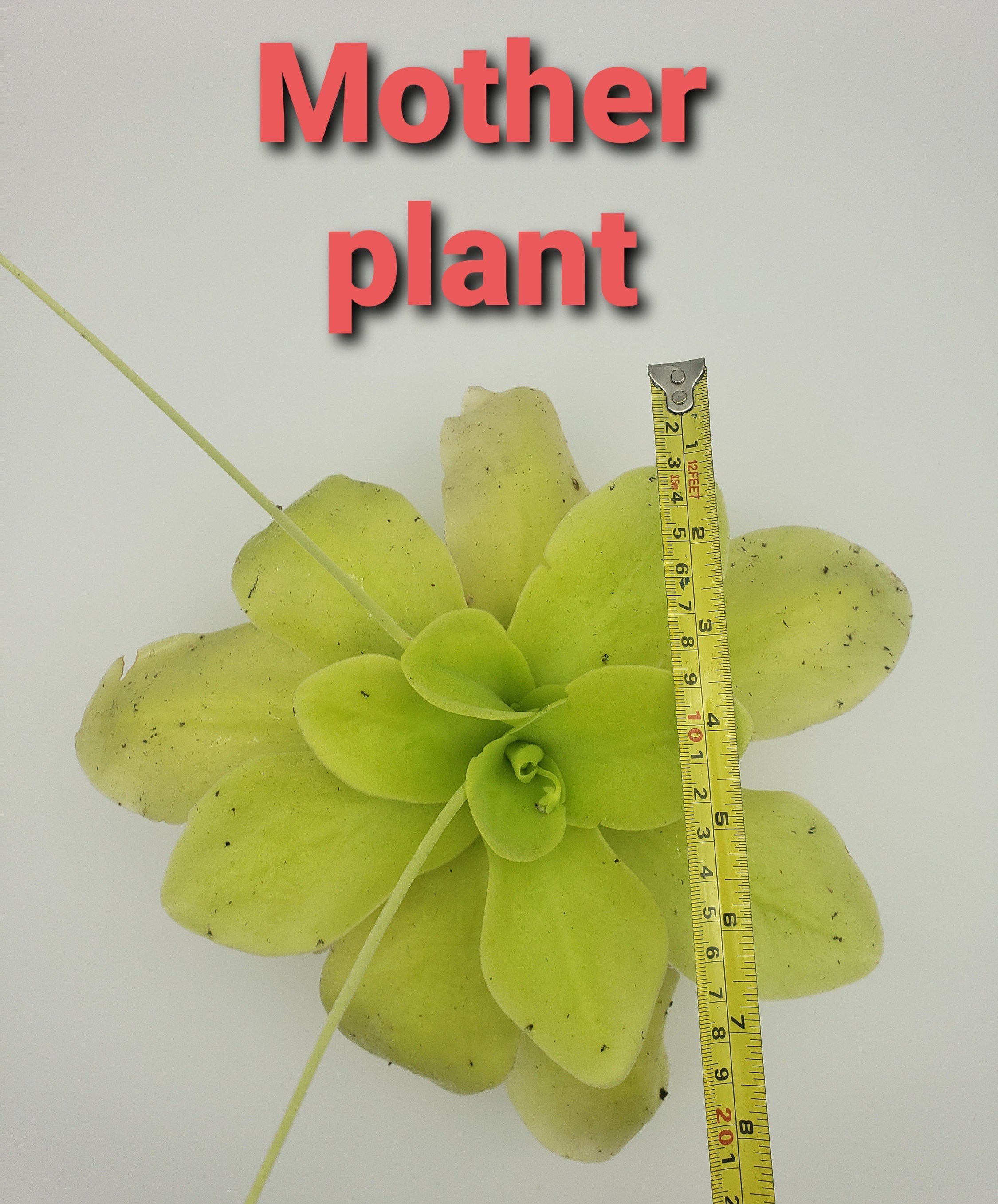 Pinguicula gigantea product image 5