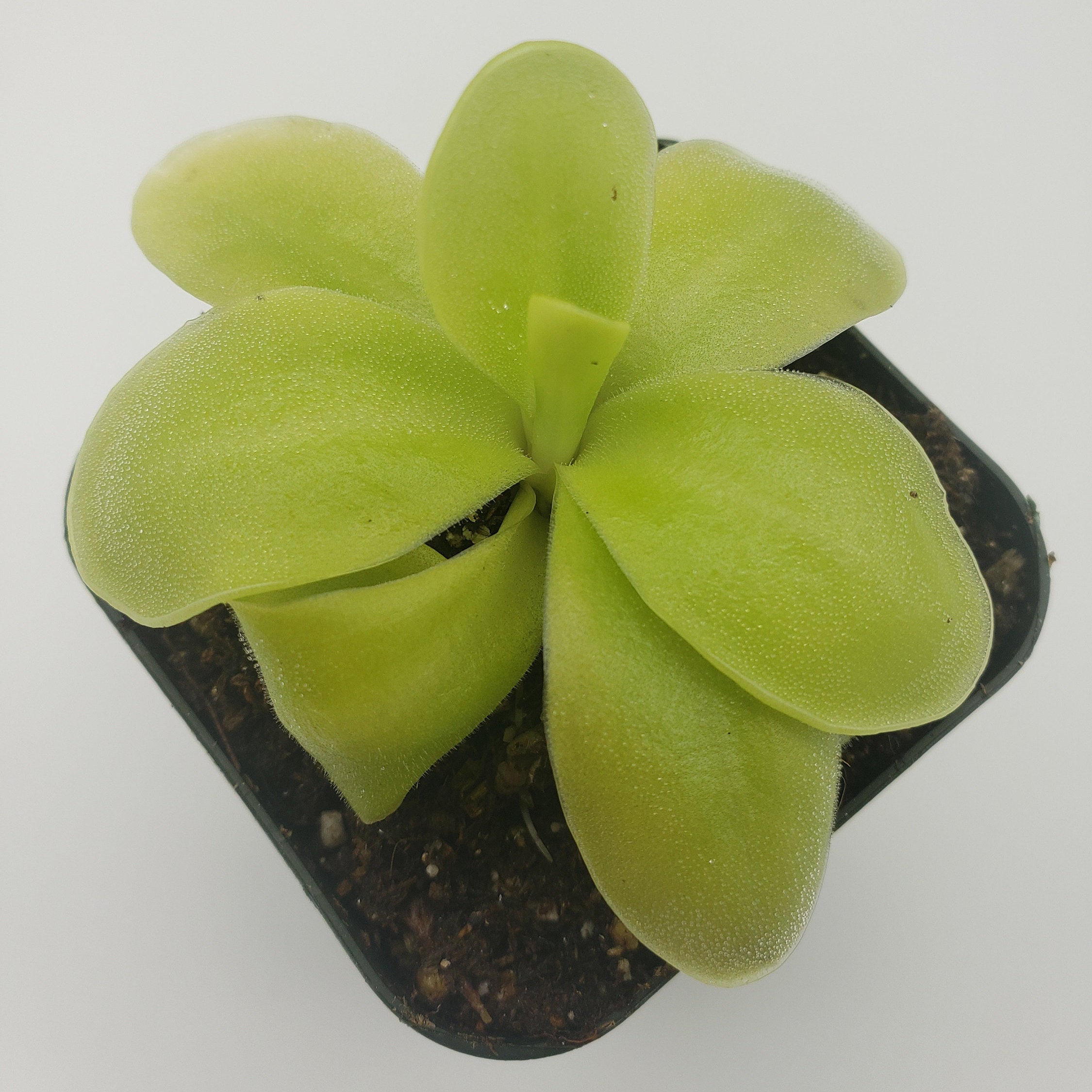 Pinguicula gigantea x 'Huahuapan' product image 3