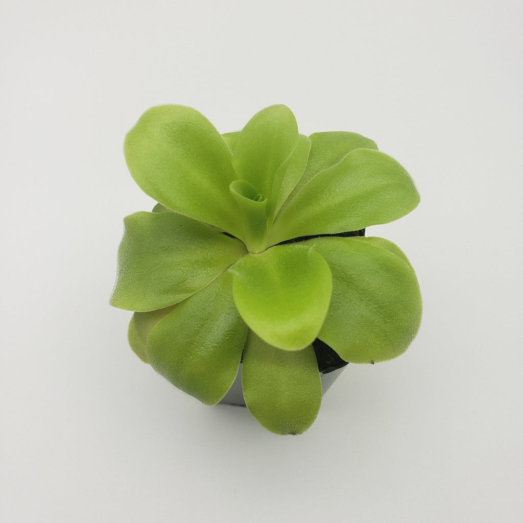 Pinguicula agnata 'El Lobo' x 'Huahuapan' with broad green leaves in a black pot