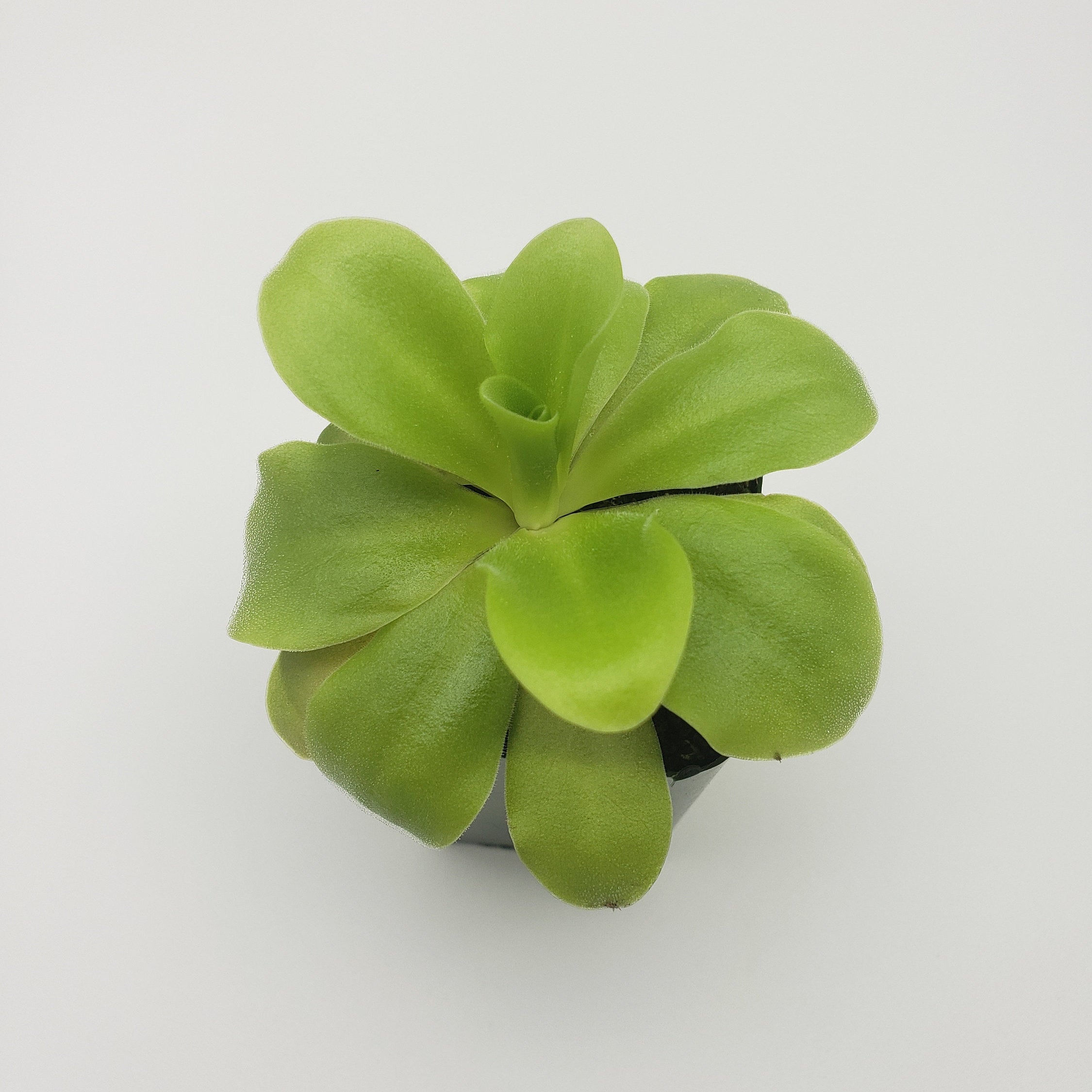 Pinguicula agnata 'El Lobo' x 'Huahuapan' with broad green leaves in a black pot