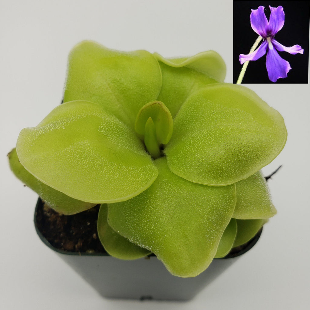 Pinguicula Huahuapan live plant product image 1