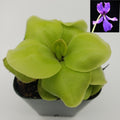 Pinguicula Huahuapan live plant product image 1