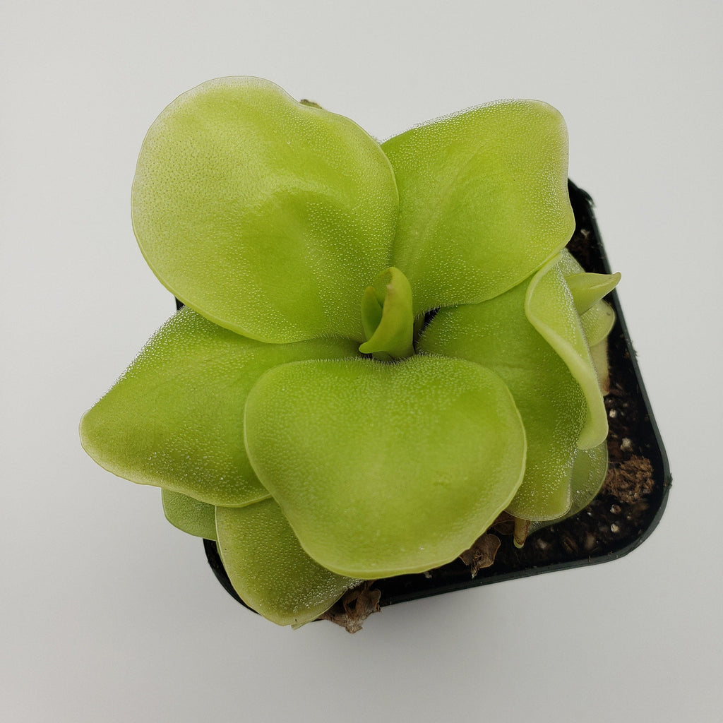 Pinguicula Huahuapan live plant product image 3