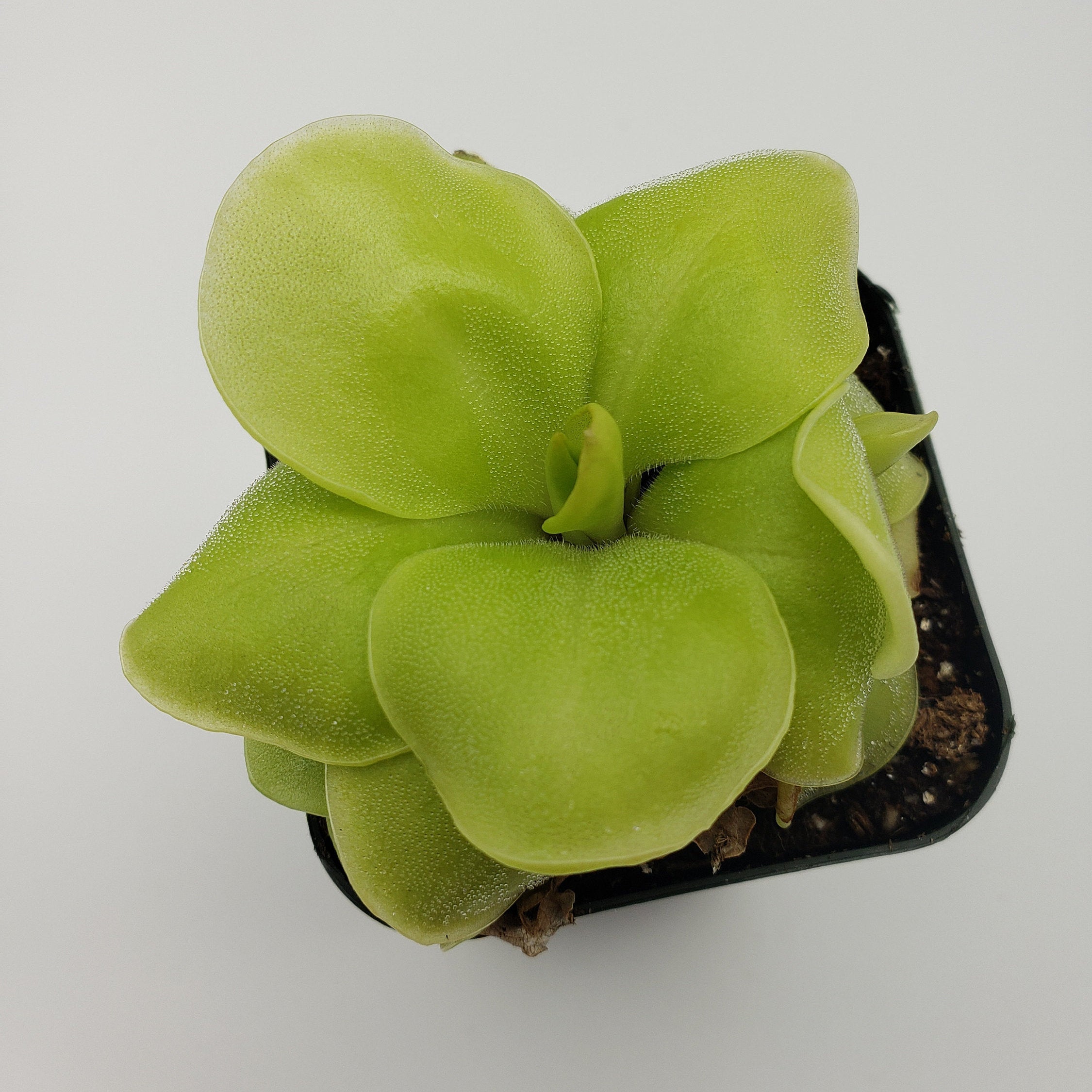 Pinguicula Huahuapan live plant product image 3
