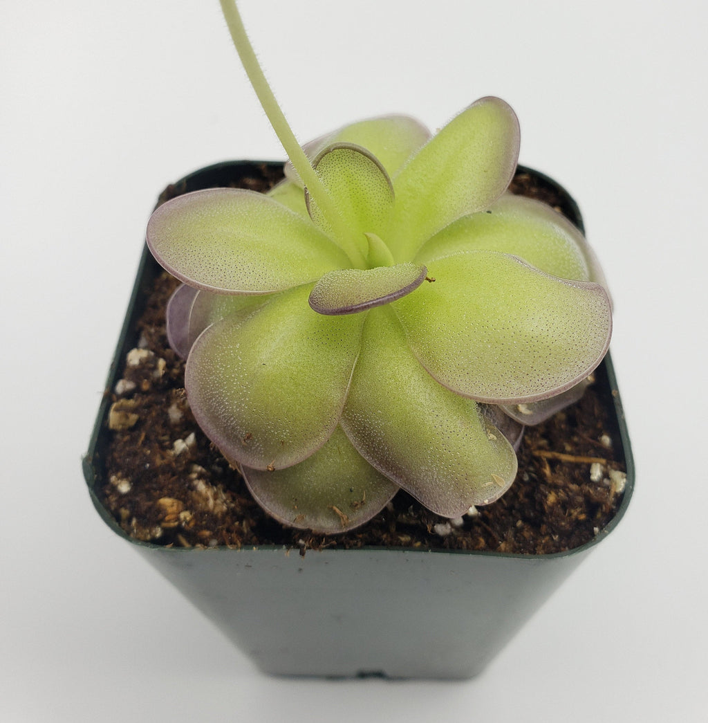 Pinguicula hemiepiphytica x cyclosecta product image 5