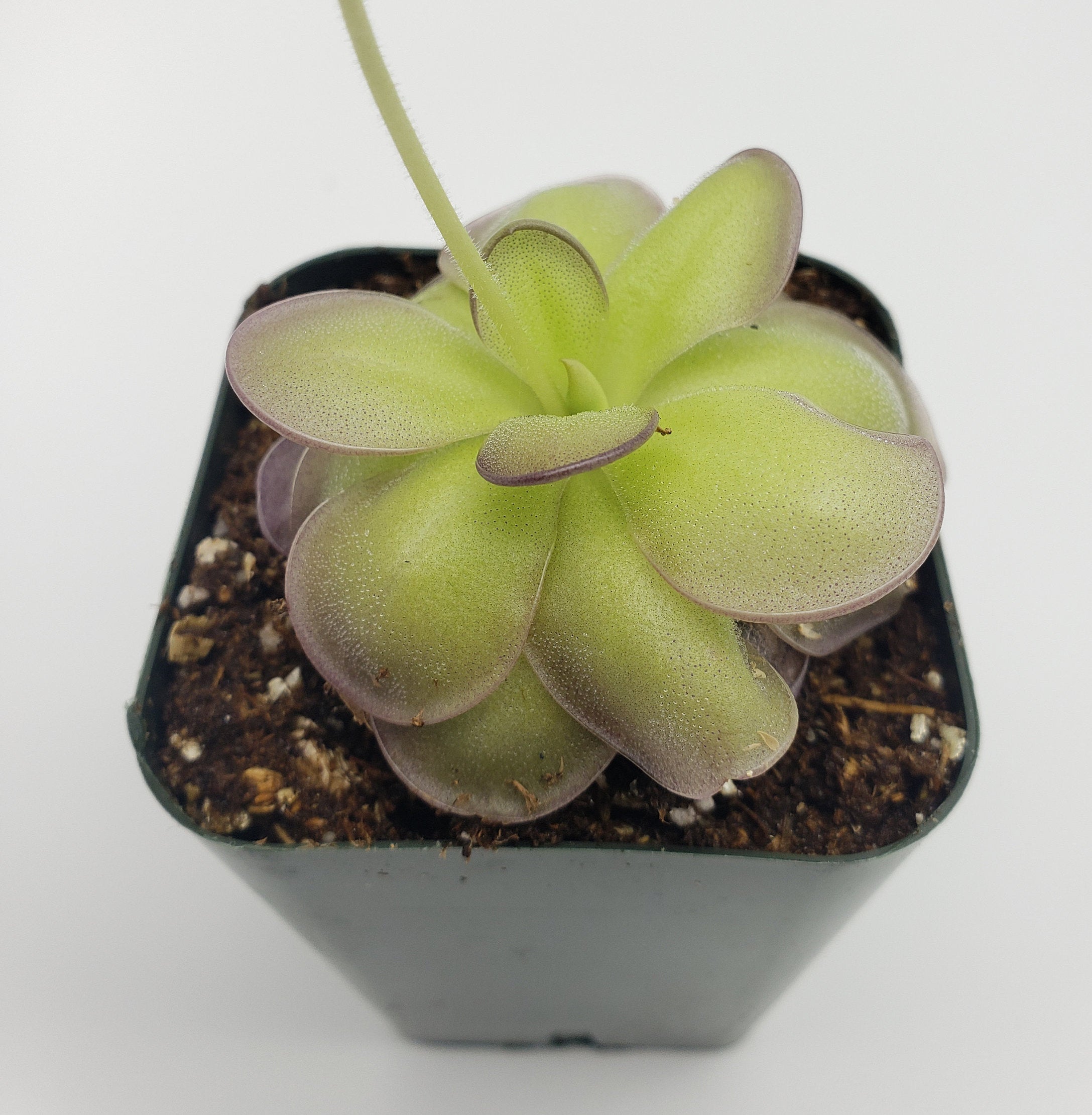 Pinguicula hemiepiphytica x cyclosecta product image 5