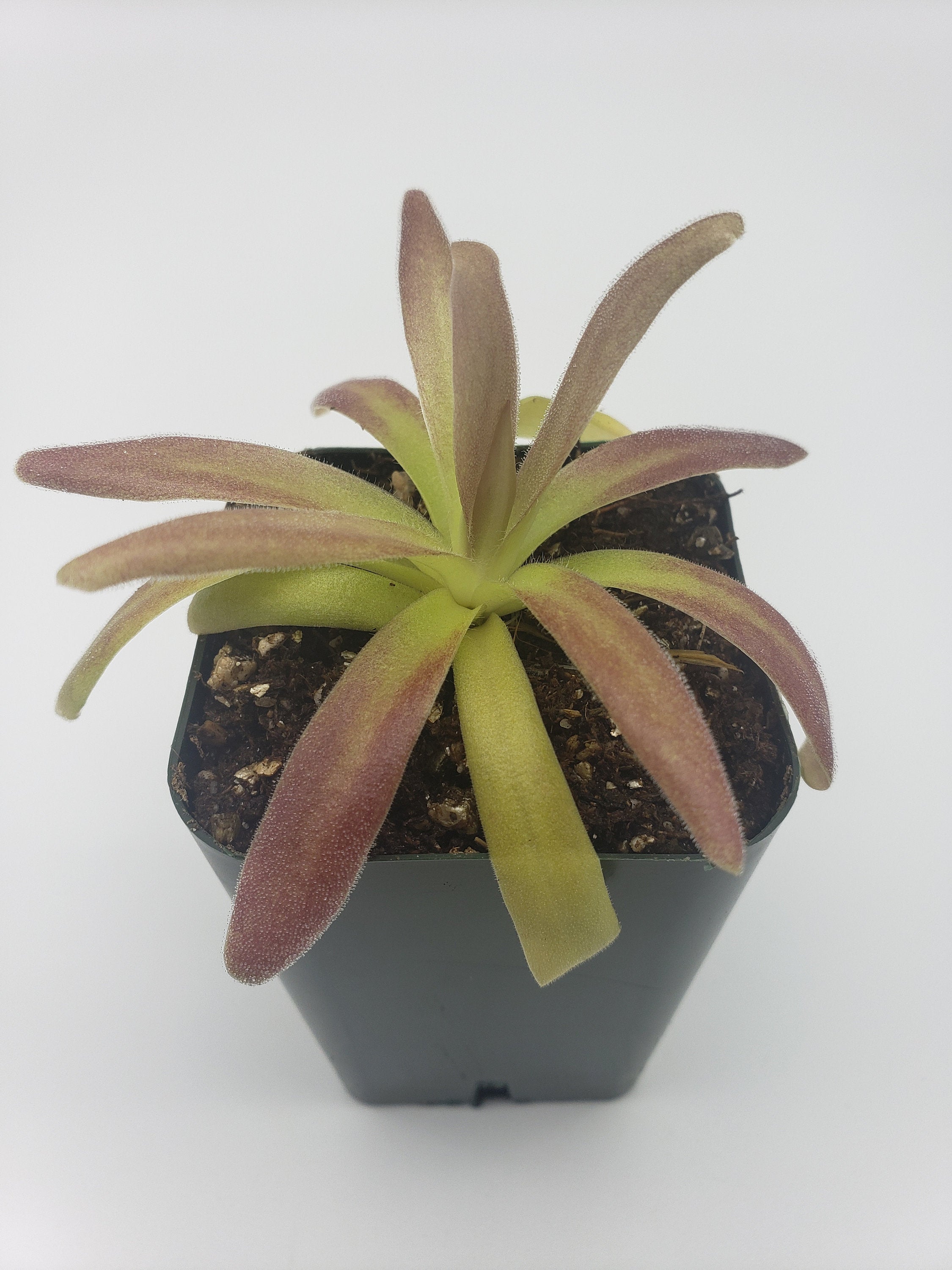 Elevated view of Pinguicula agnata 'El Lobo' x moctezumae with red-green leaves above a black square pot