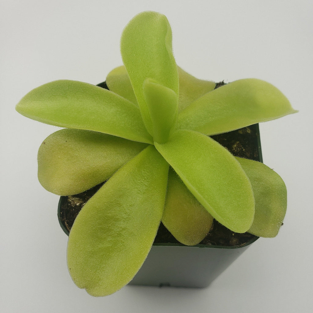 Pinguicula gigantea product image 2