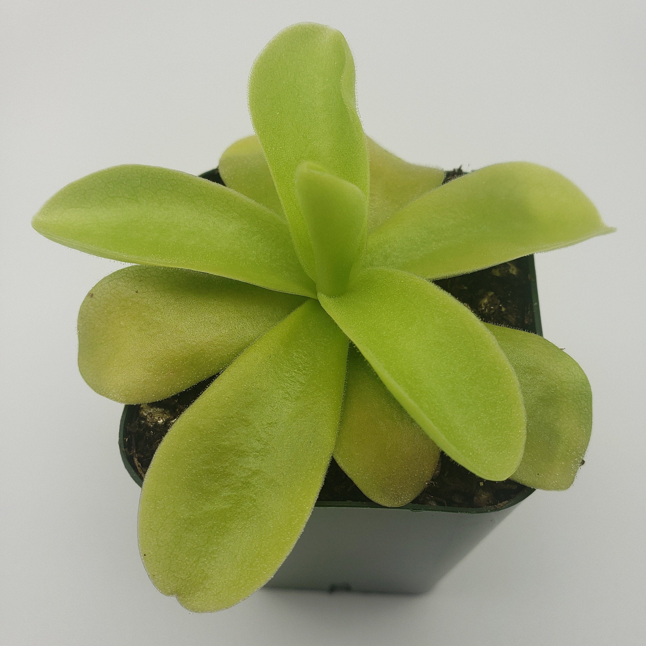 Pinguicula gigantea product image 2