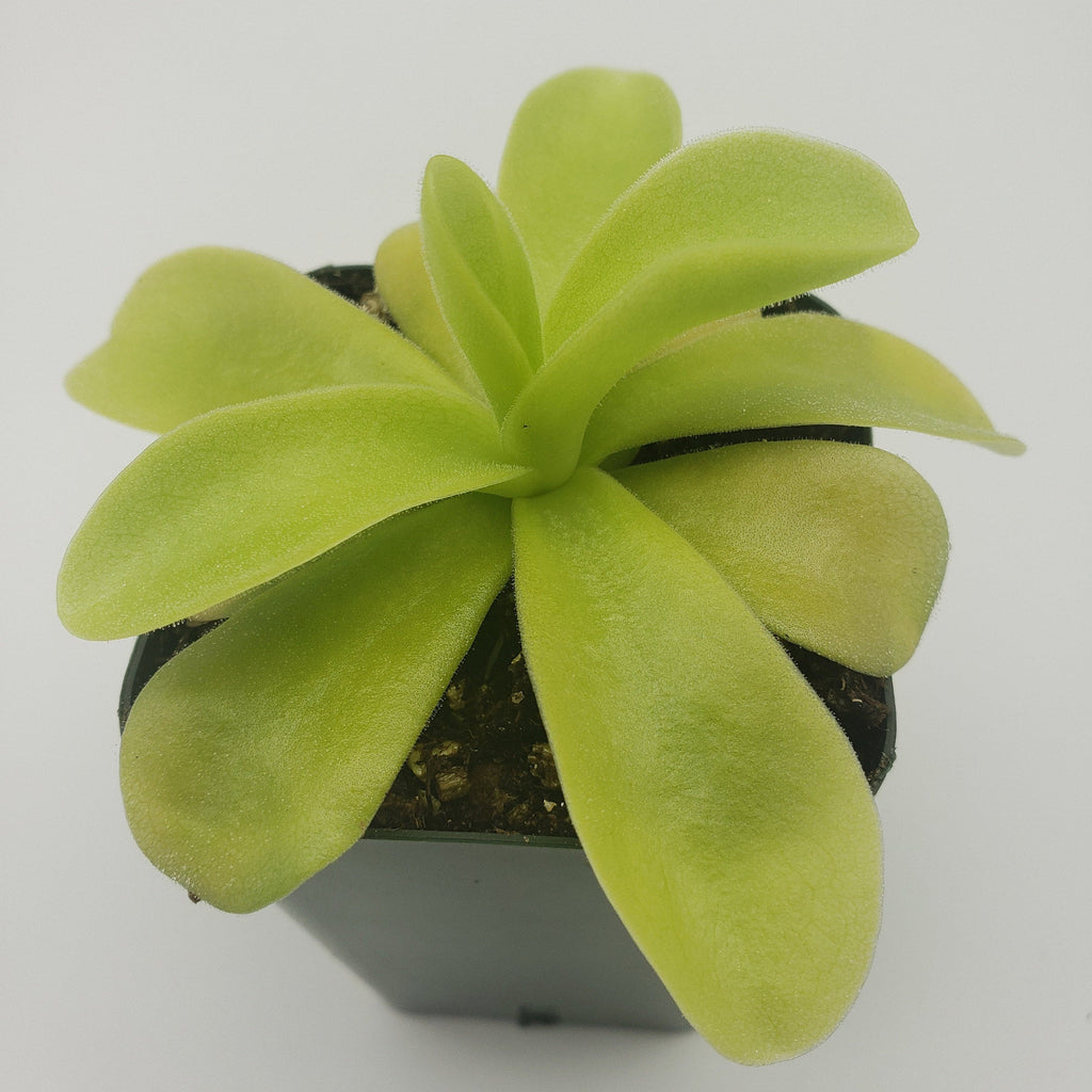 Pinguicula gigantea product image 3