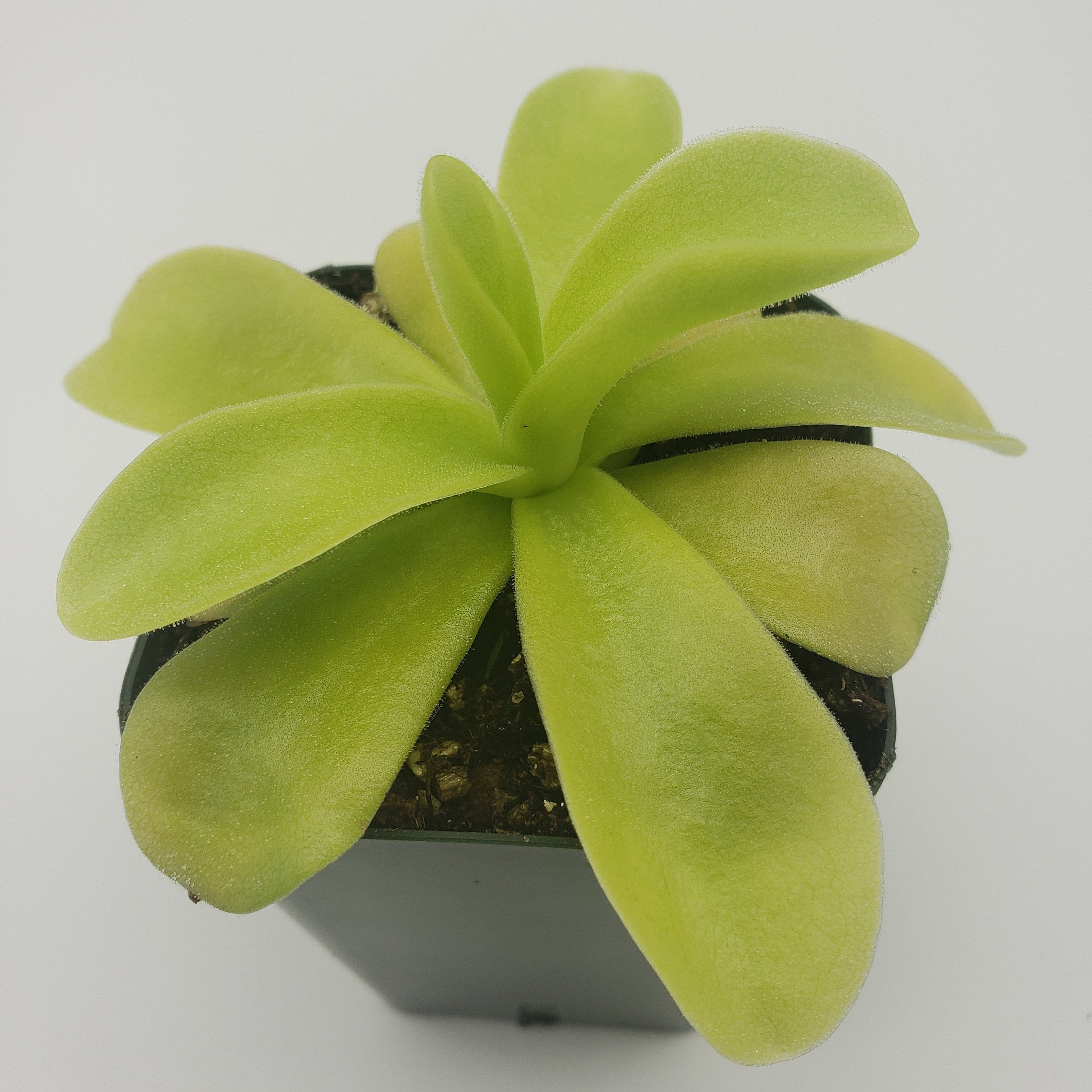 Pinguicula gigantea product image 3