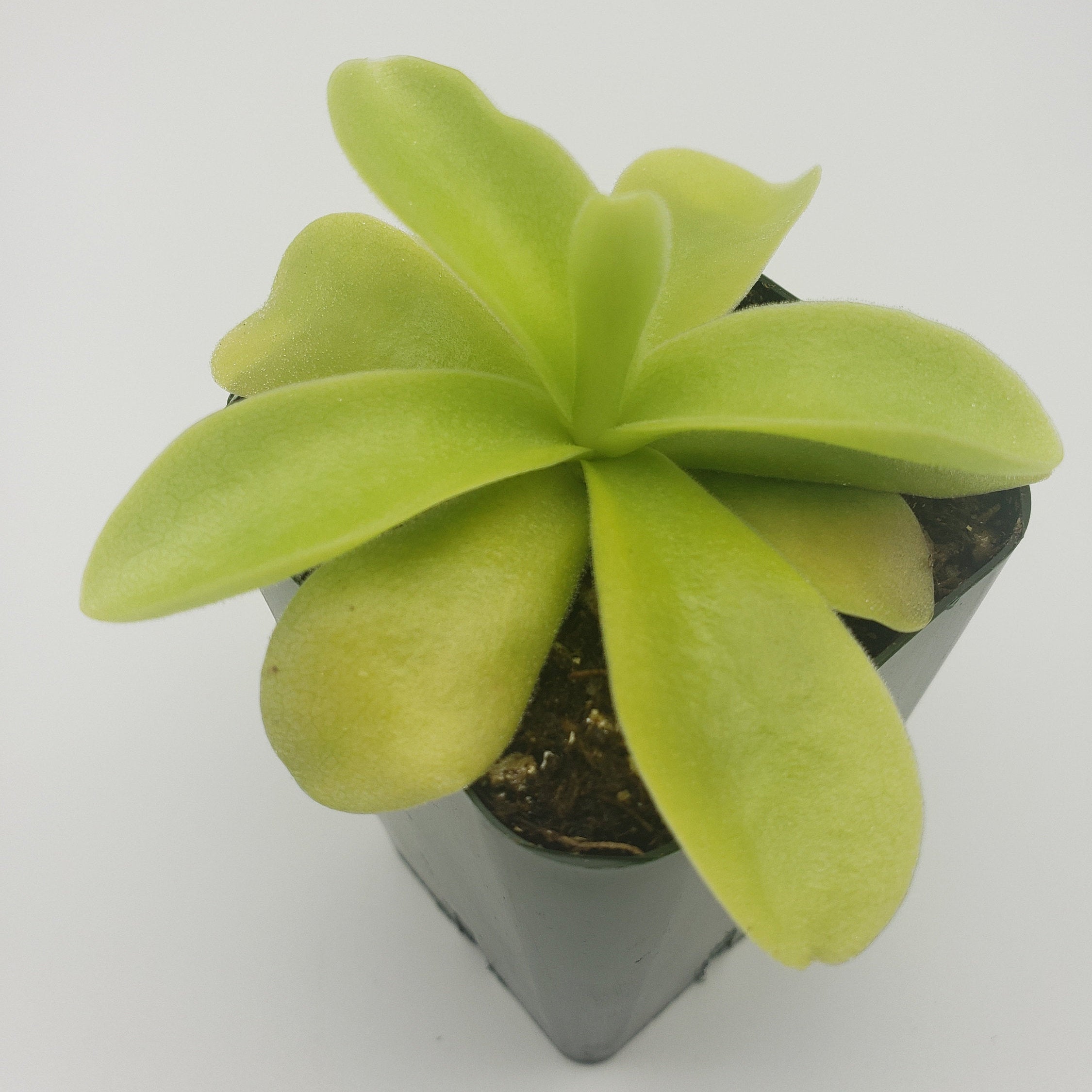 Pinguicula gigantea product image 4