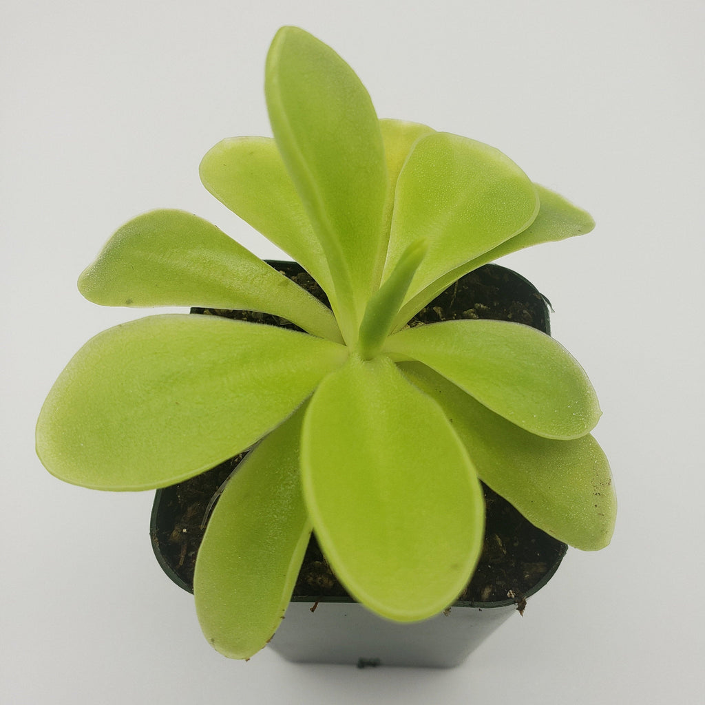 Pinguicula gigantea x 'Huahuapan' product image 2