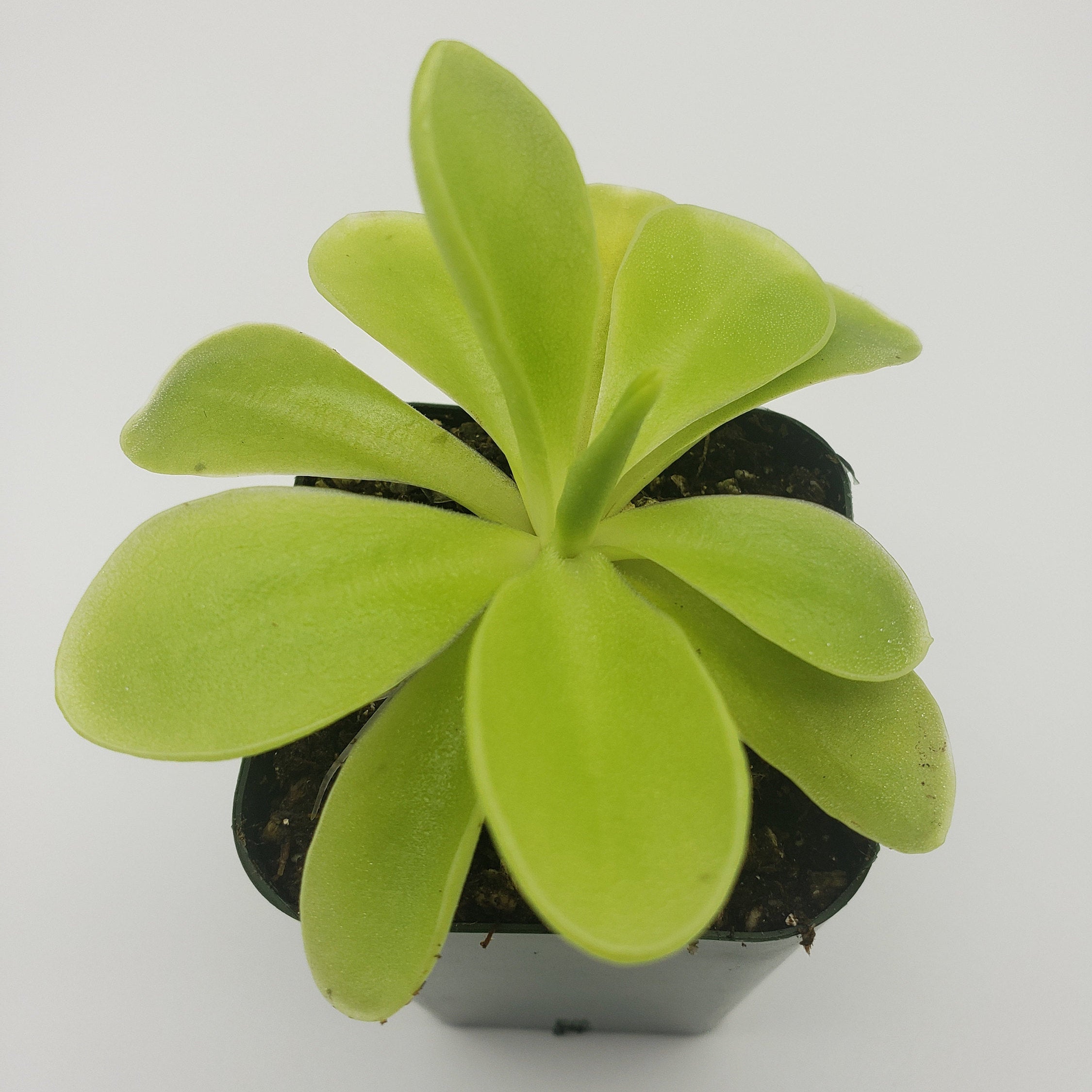 Pinguicula gigantea x 'Huahuapan' product image 2