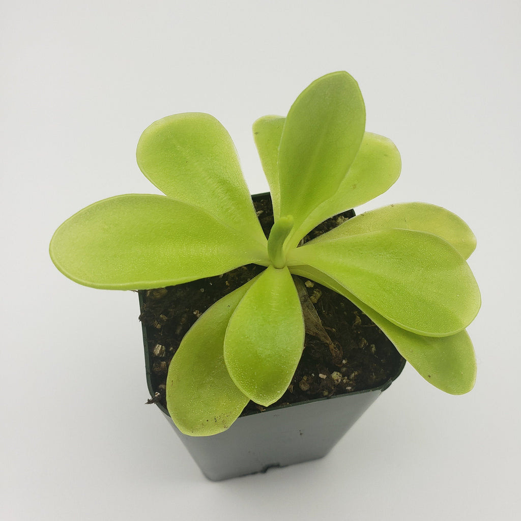Pinguicula gigantea x 'Huahuapan' product image 4